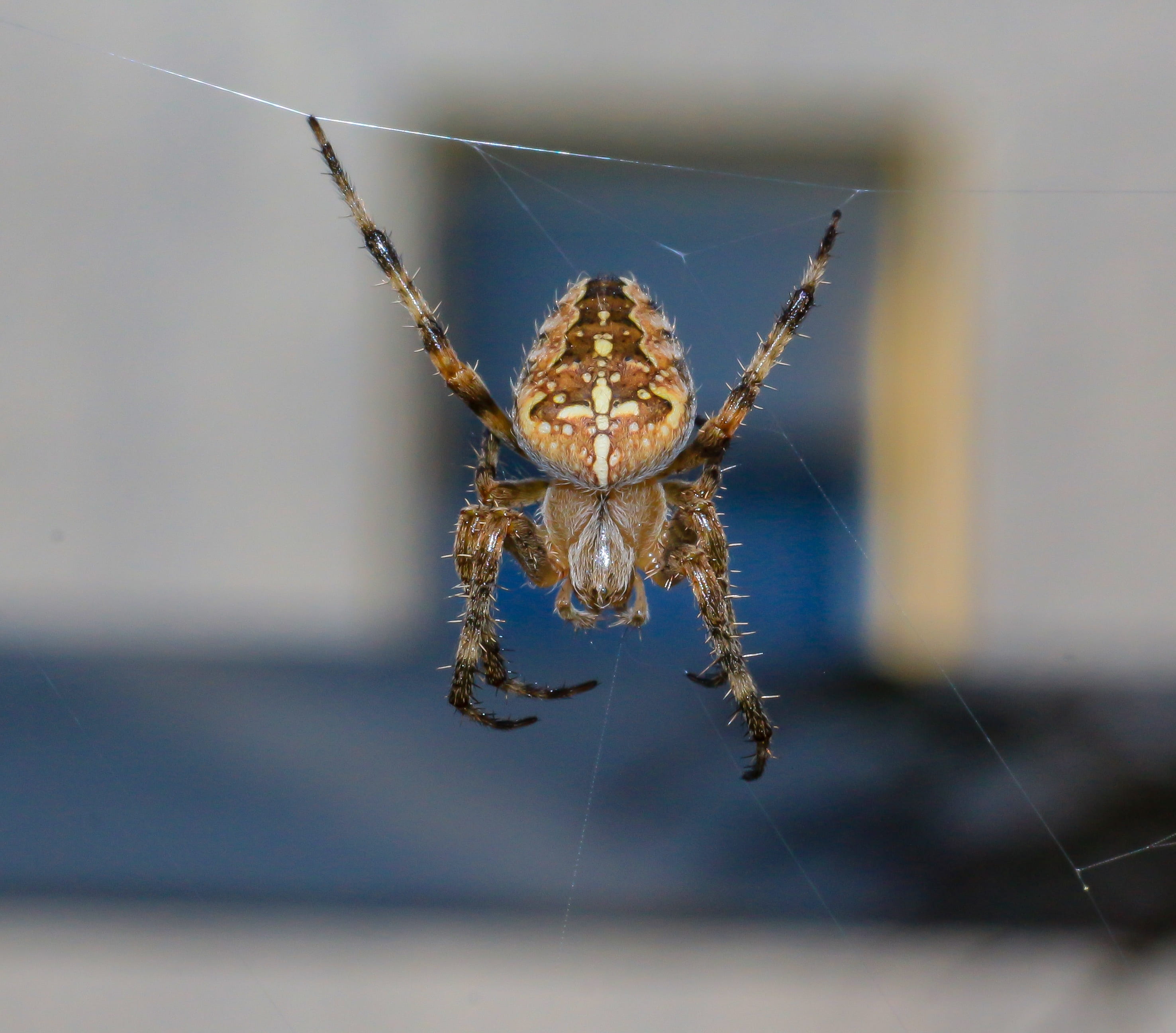 spider web, insect, nature, 2K, invertebrate, animals in the wild, arthropod, arachnid, outdoors, phobia, animal, arachnophobia, close-up, day, animal wildlife, HD Wallpaper