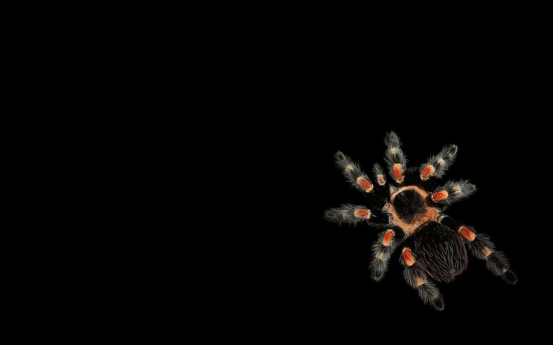 1080P, Tarantula, Spiders, HD Wallpaper