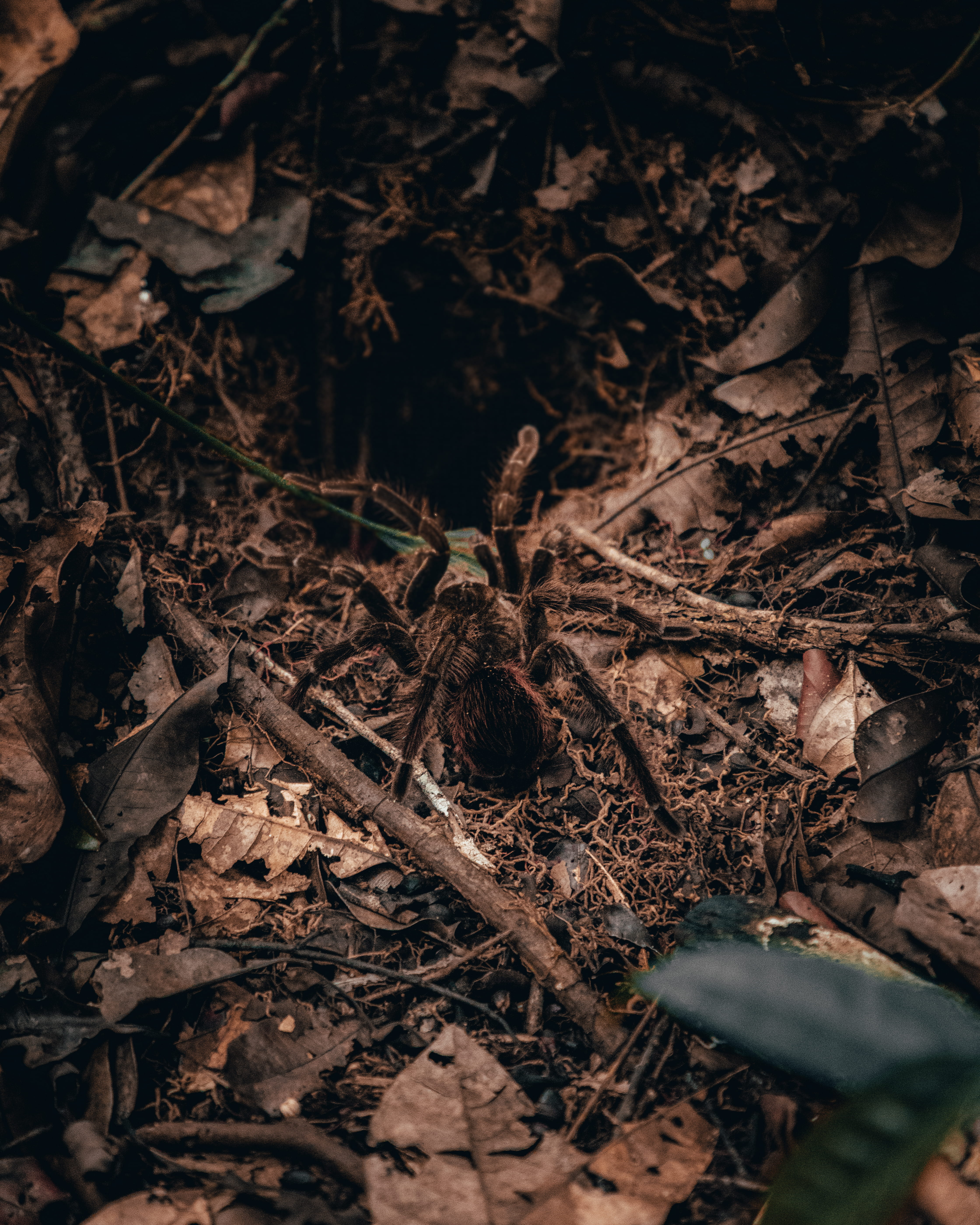 nest, nature, black, bird nest, bugs, rodent, growth, selective focus, leaves, tarantula, plant part, forest, mammal, outdoors, no people, 5K, amazon, Phone HD Wallpaper