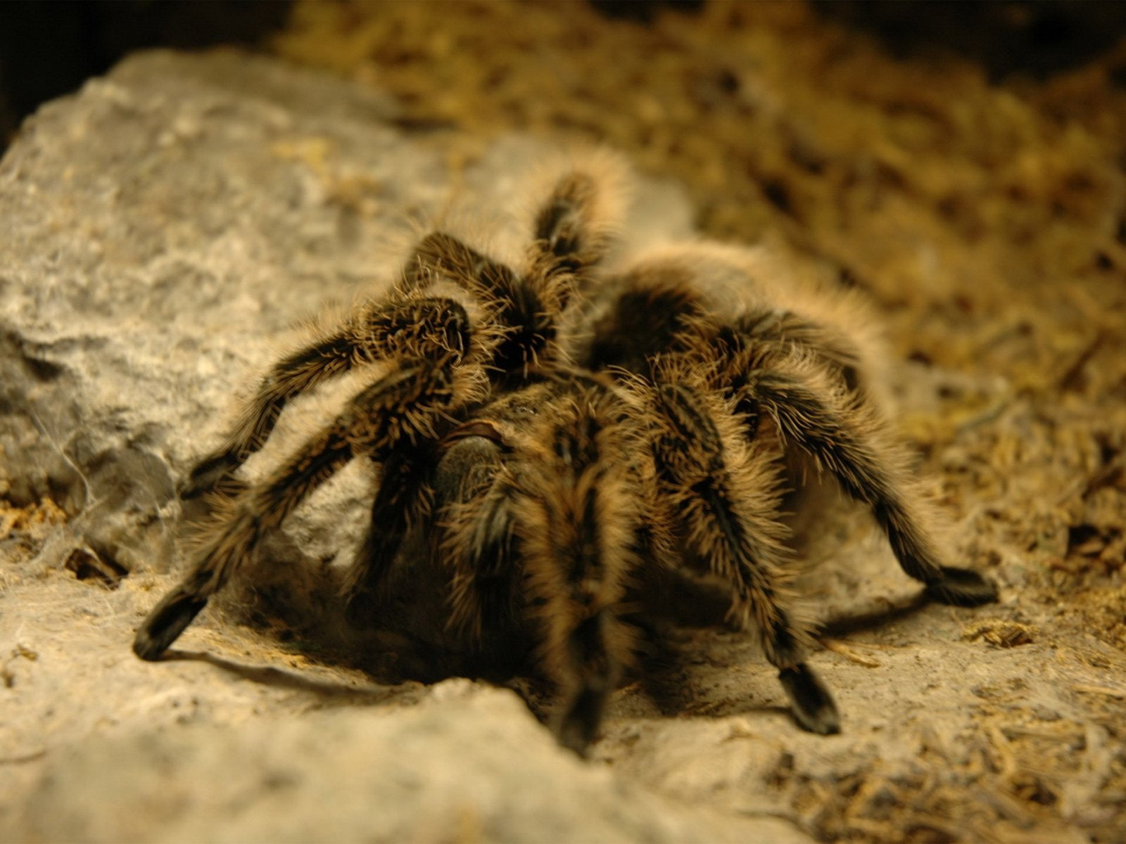 720P, tarantula, insect, spider, HD Wallpaper