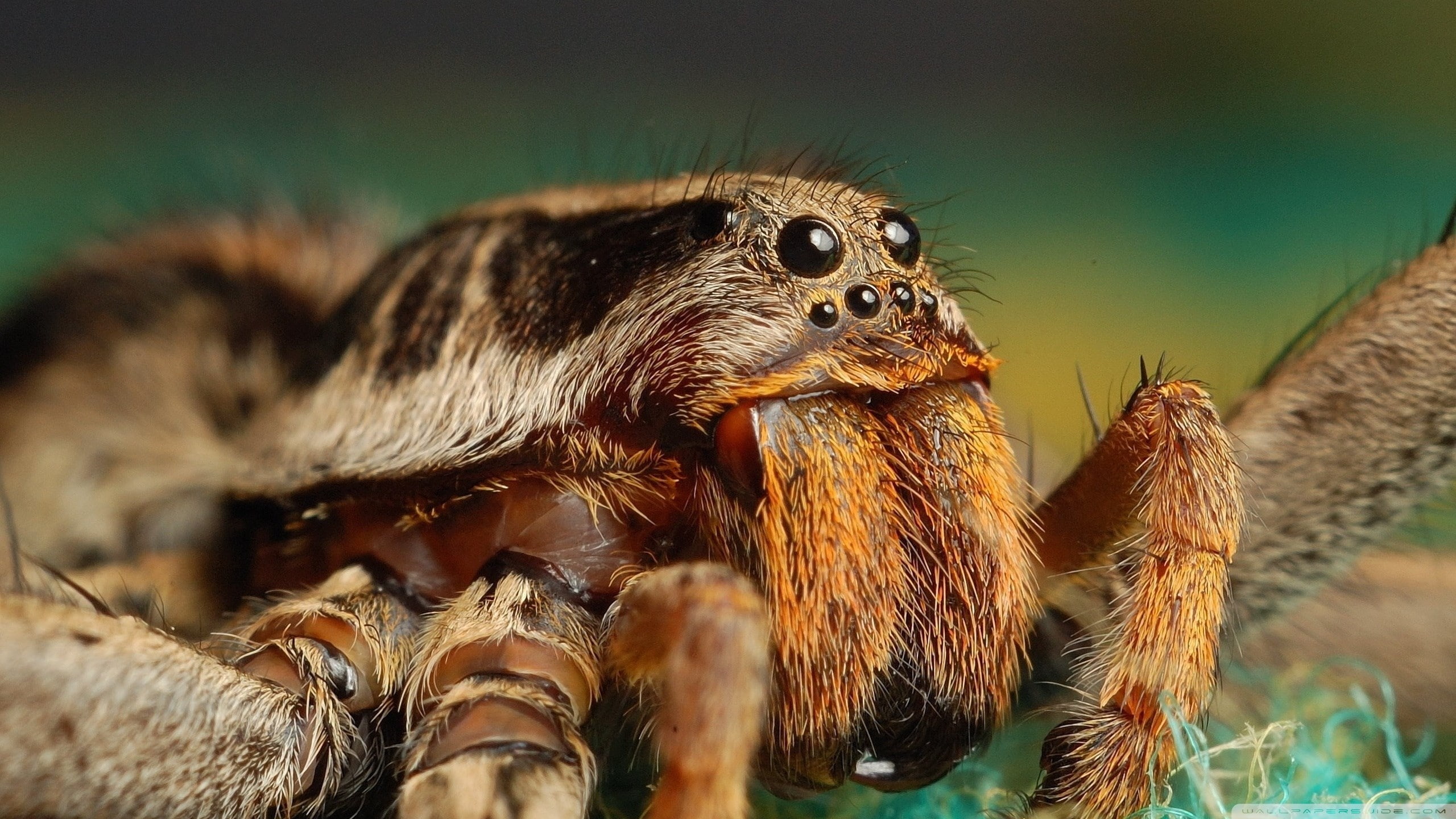 tarantula, 2K, HD Wallpaper