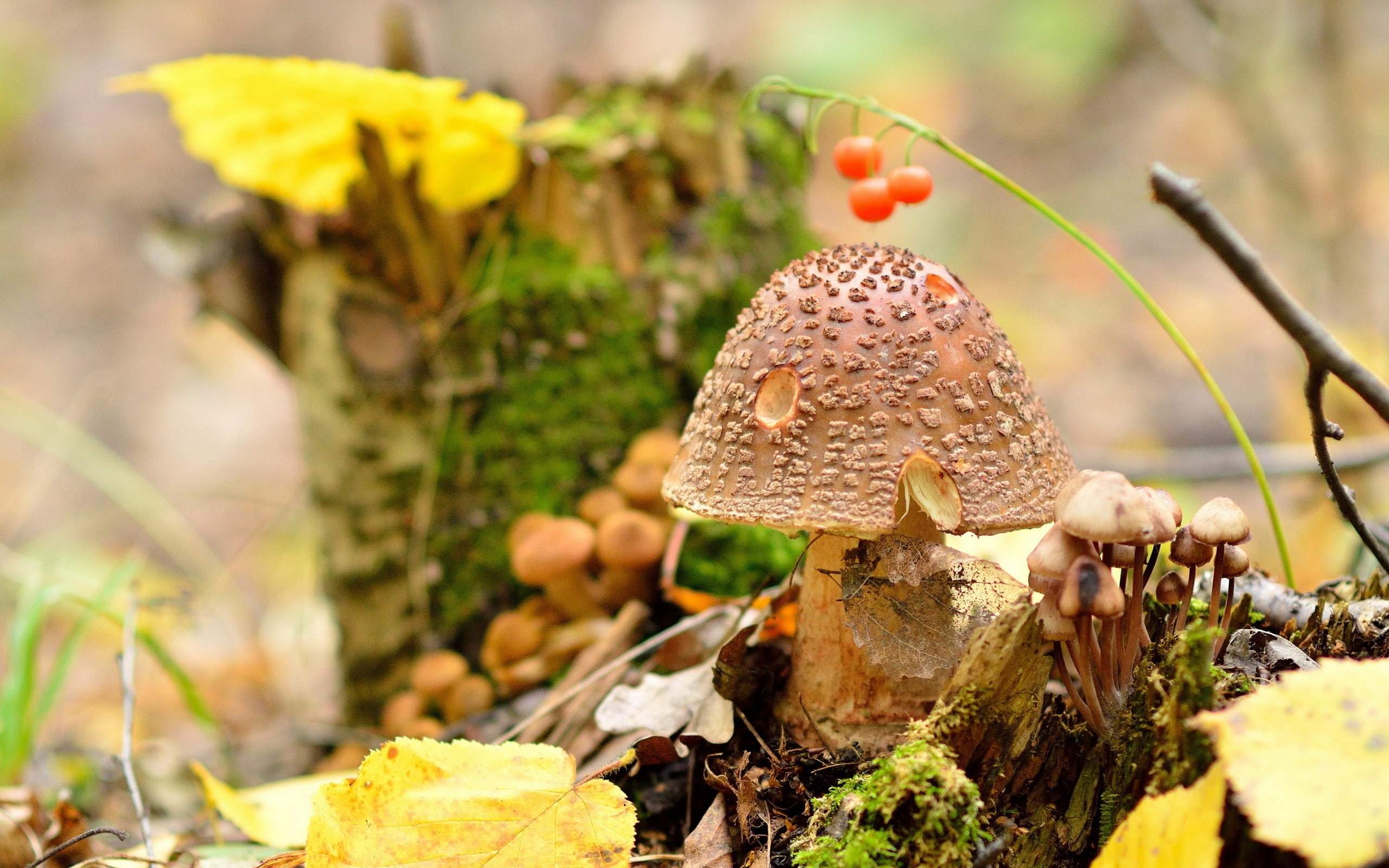 nature, 2K, amanita regalis, regalis, amanita, mushroom, HD Wallpaper