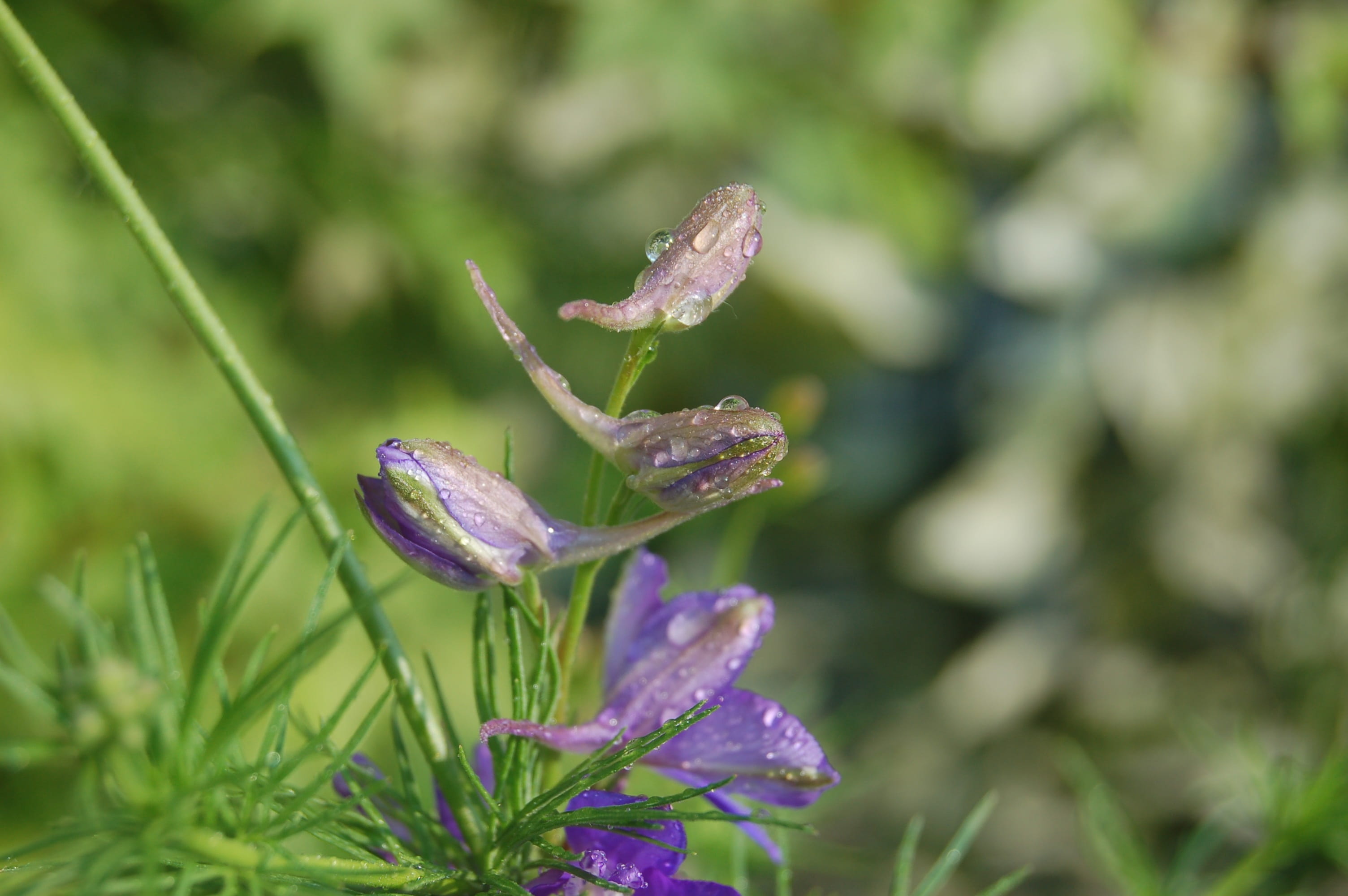 nature, tranquility, close-up, freshness, growth, selective focus, focus on foreground, bloom, grass cornet, beauty in nature, no people, leaf, 2K, buds, HD Wallpaper