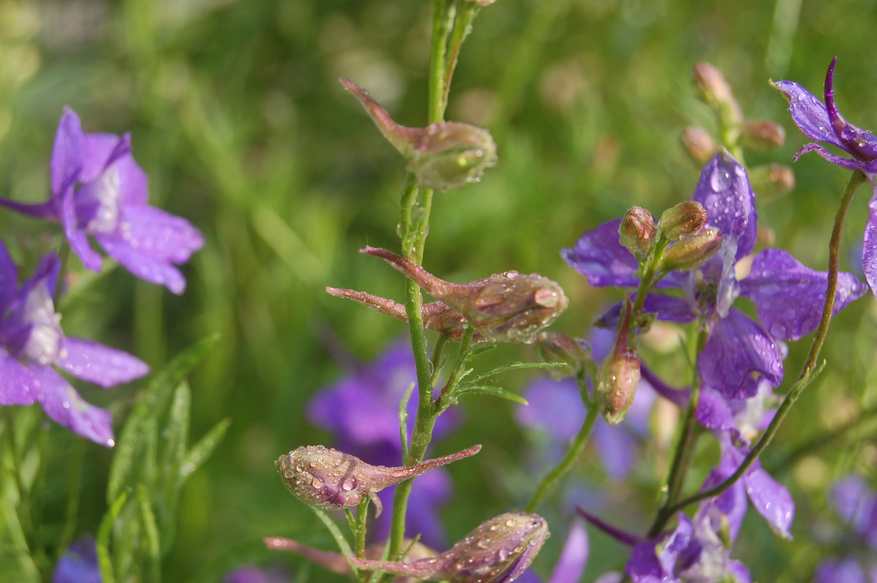 flower, day, dew, growth, larkspur, consolida regalis, focus on foreground, plant stem, blue flowers, nature, selective focus, fragility, inflorescence, HD Wallpaper