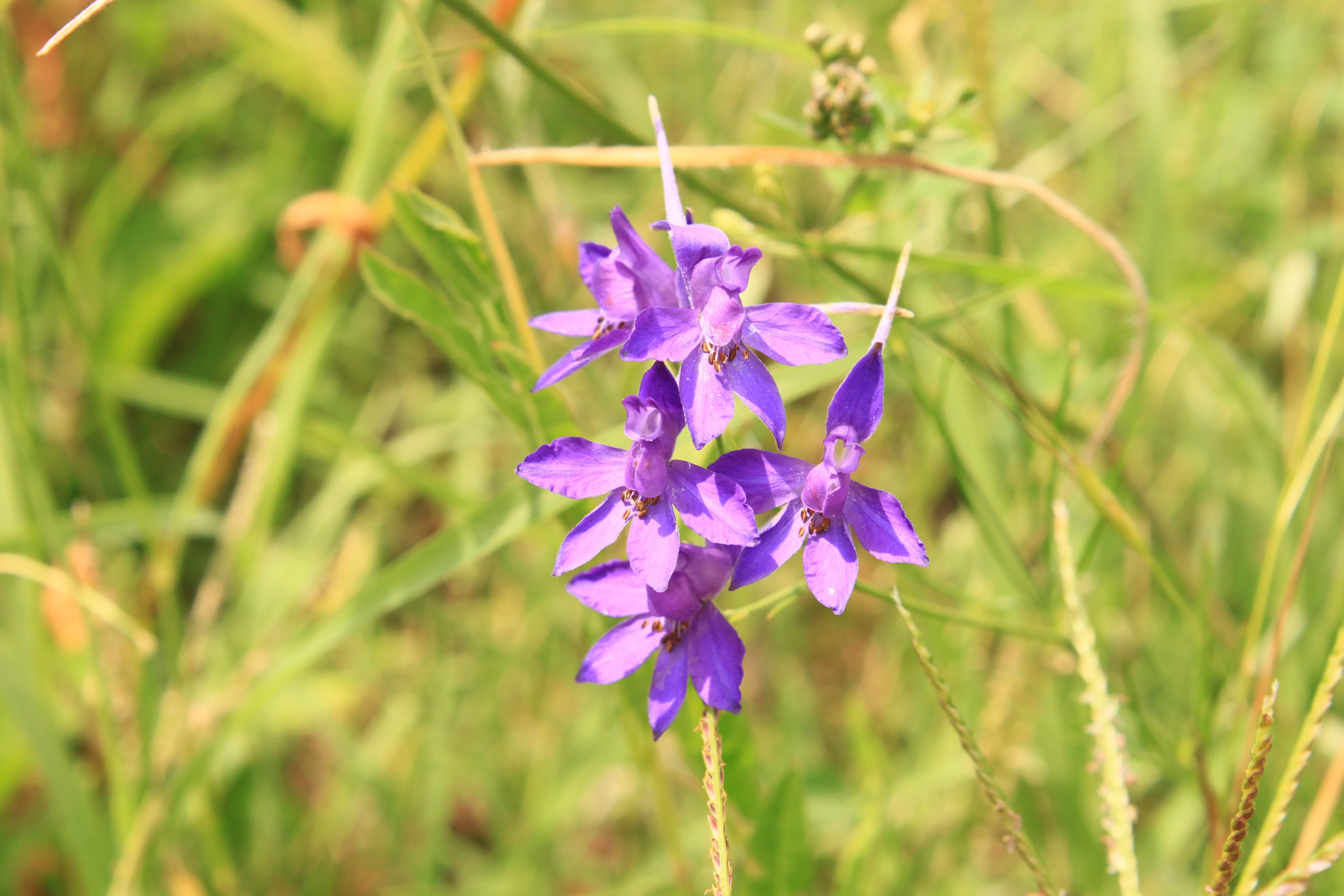 beauty in nature, plant stem, spur, flowering plant, inflorescence, flower head, regalis, day, petal, freshness, field, Buttercup, Consolida, Flowers, outdoors, HD Wallpaper