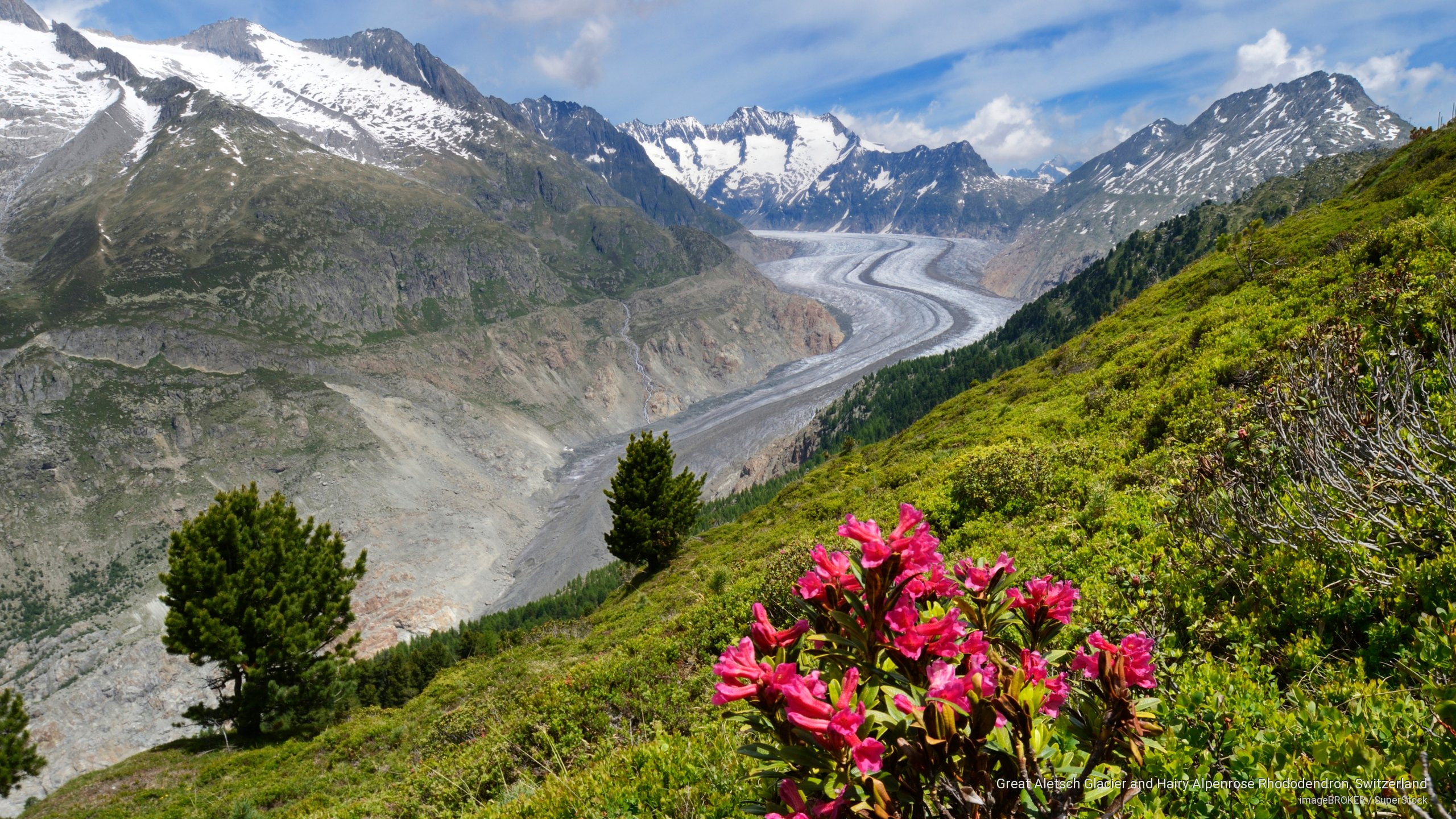 alpenrose, great, hairy, switzerland, aletsch, rhododendron, glacier, Nature, 2K, HD Wallpaper
