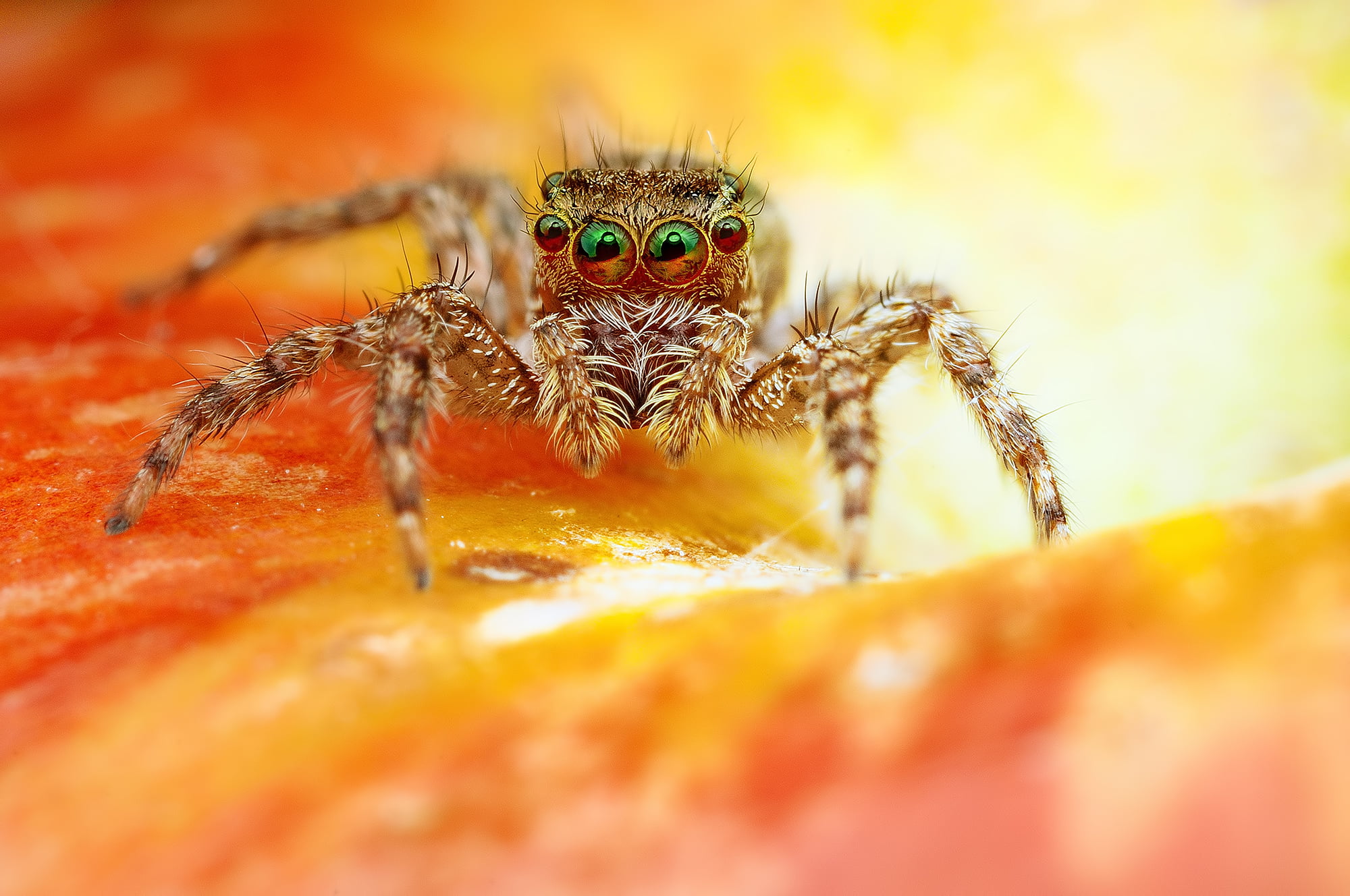 backgrounds, animal wildlife, insect, zoology, brown, one animal, summer, eyes, animal body part, outdoors, jumper, black, animal, halloween, wildlife, HD Wallpaper