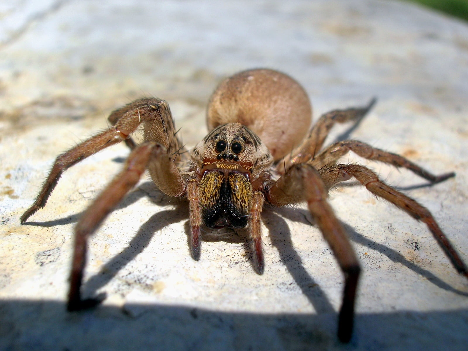 brown, marine, outdoors, animal, insect, spider, eye, animals in the wild, animal themes, carnivore, close-up, sunlight, phobia, animal body part, animal eye, HD Wallpaper