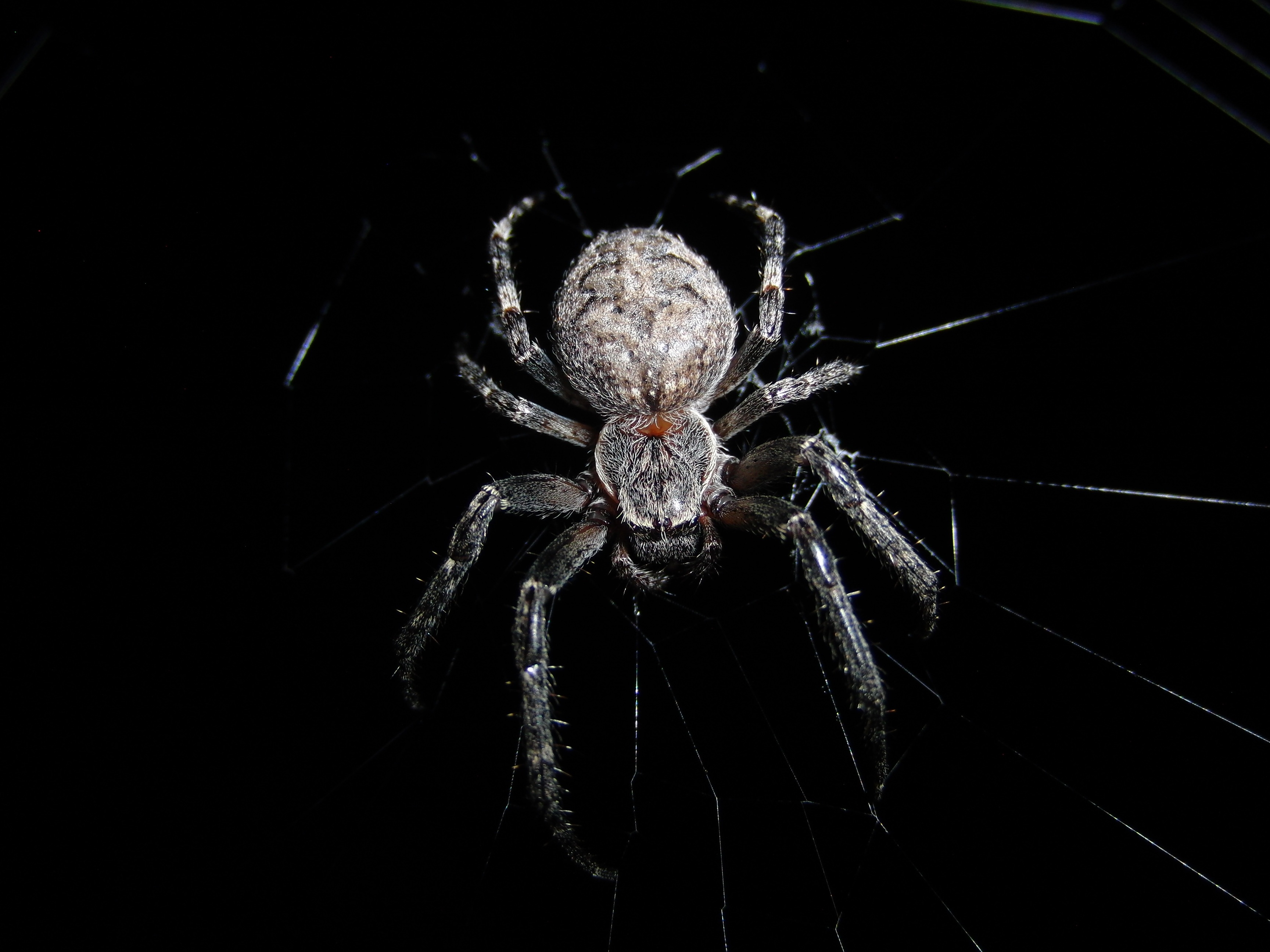 invertebrate, cobweb, animal, black Color, wildlife, animals in the wild, spooky, 2K, arthropod, spider Web, no people, zoology, network, studio shot, HD Wallpaper