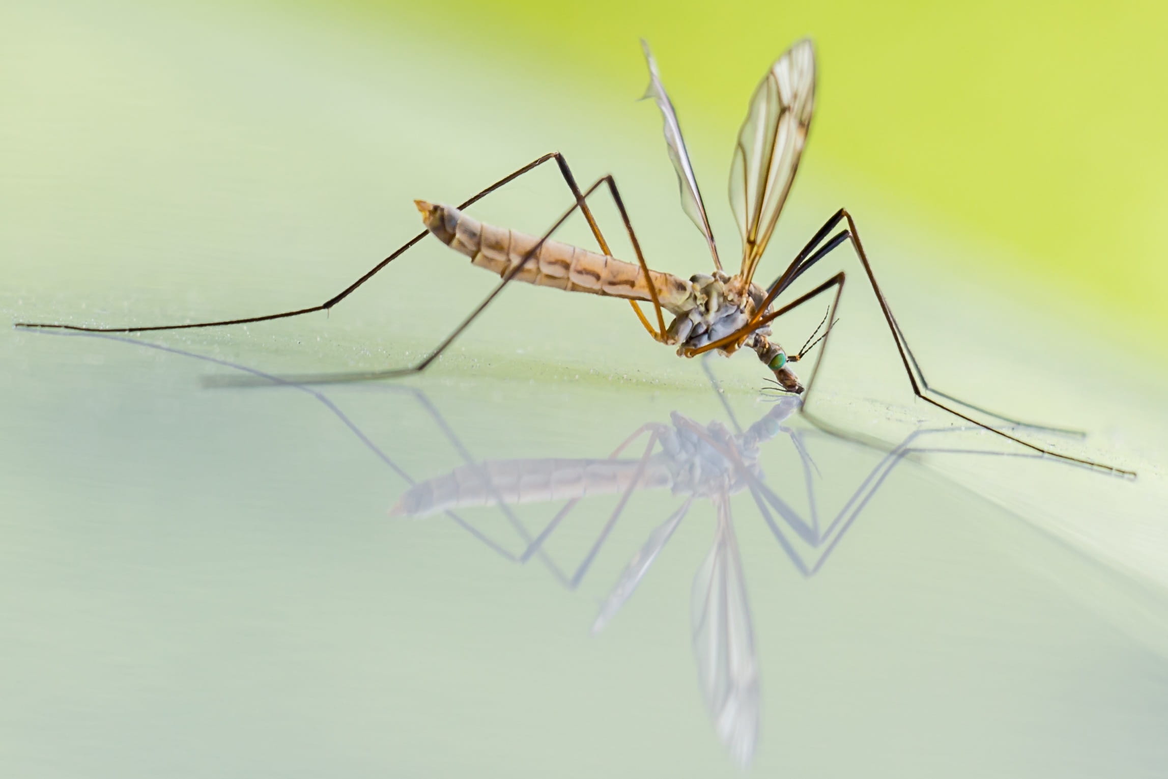 wing, schnake, langbein mosquitoes, green color, summer, 1080P, macro, spider, vermin, nature, animal Leg, outdoors, riesenschnake, animals in the wild, HD Wallpaper