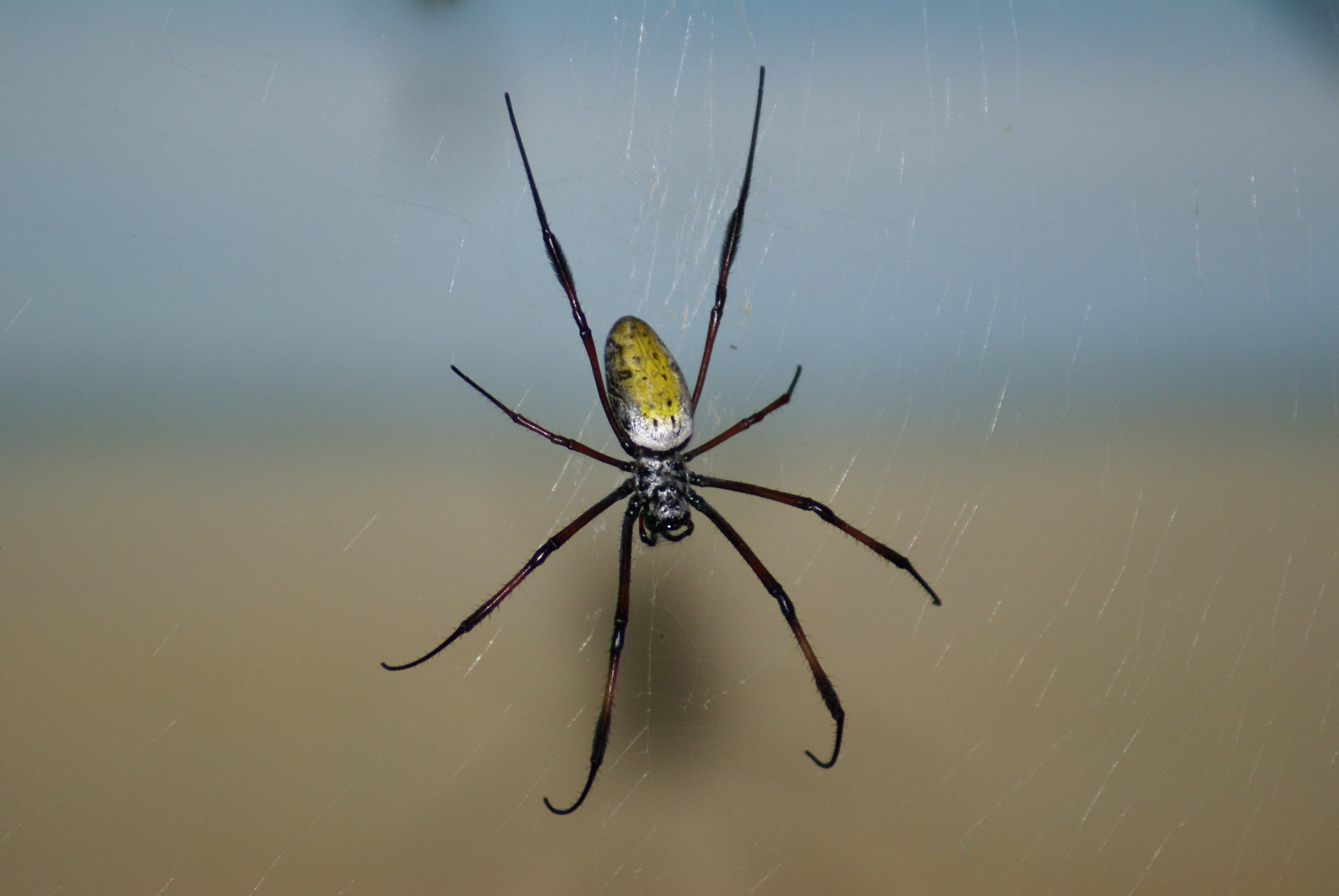 background, focus on foreground, yellow, 4K, poisonous, horror, web, phobia, argiope, invertebrate, animal wildlife, animals In The Wild, day, carnivore, HD Wallpaper