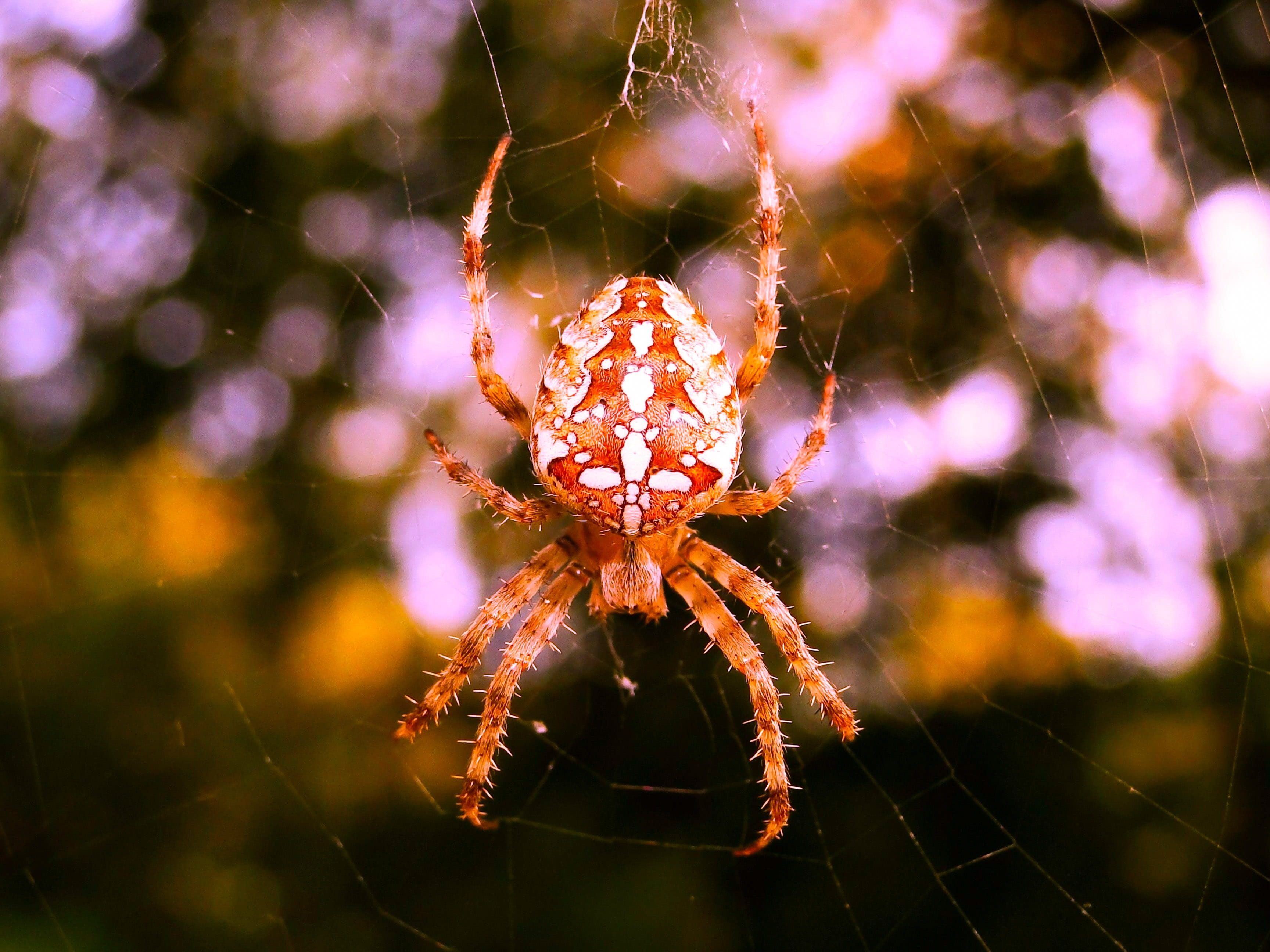 nature, animal wildlife, invertebrate, aggressive, focus on foreground, closeup, web, vulnerability, spider web, fragility, animal leg, no people, beauty in nature, HD Wallpaper