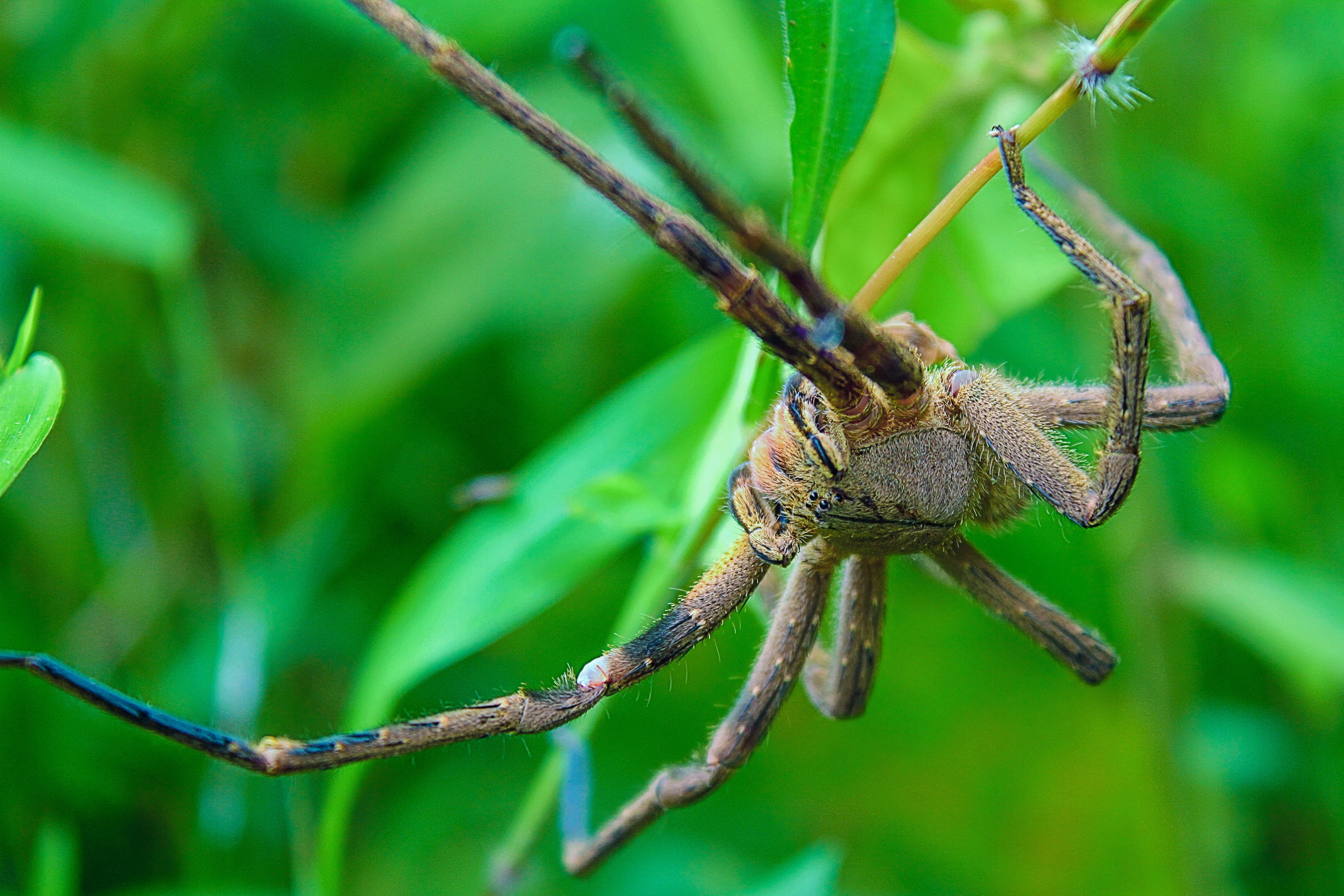 tarantula, 4K, animals, invertebrate, plant, animal wildlife, green color, bugs, carnivore, insect, nature, animal, plant part, spider, hairy spider, day, HD Wallpaper