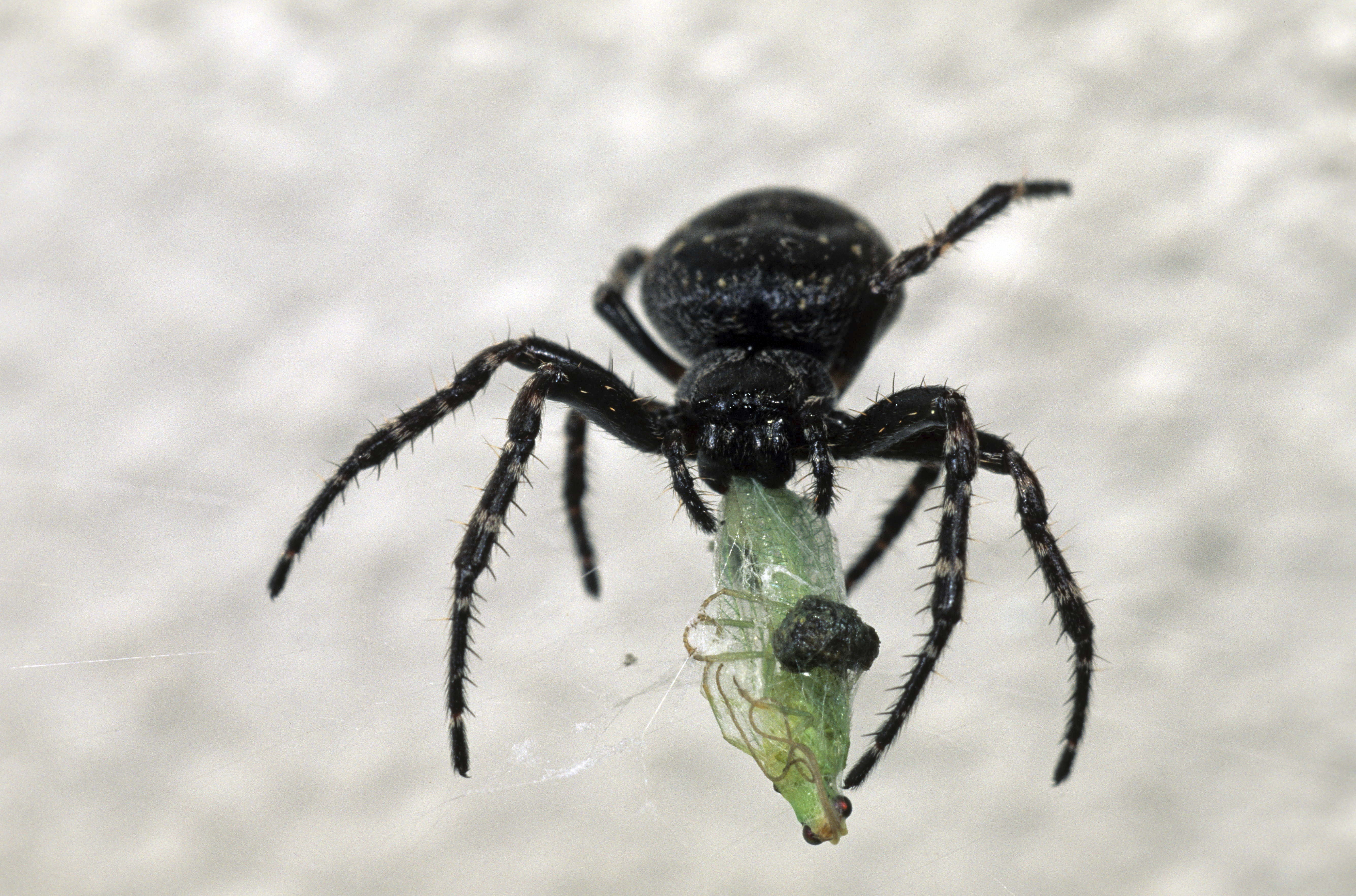 close-up, horror, arthropod, spider, animal body part, insect, phobia, day, one animal, animal, invertebrate, food, carnivore, animals In The Wild, danger, HD Wallpaper