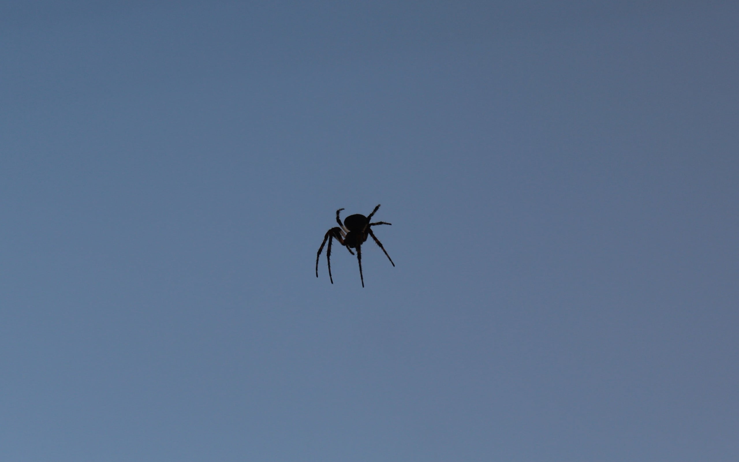 animal themes, sky, black, zoology, spooky, horror, animals in the wild, blue, clear sky, 2K, phobia, arachnid, wildlife, flying, animal wildlife, close-up, HD Wallpaper