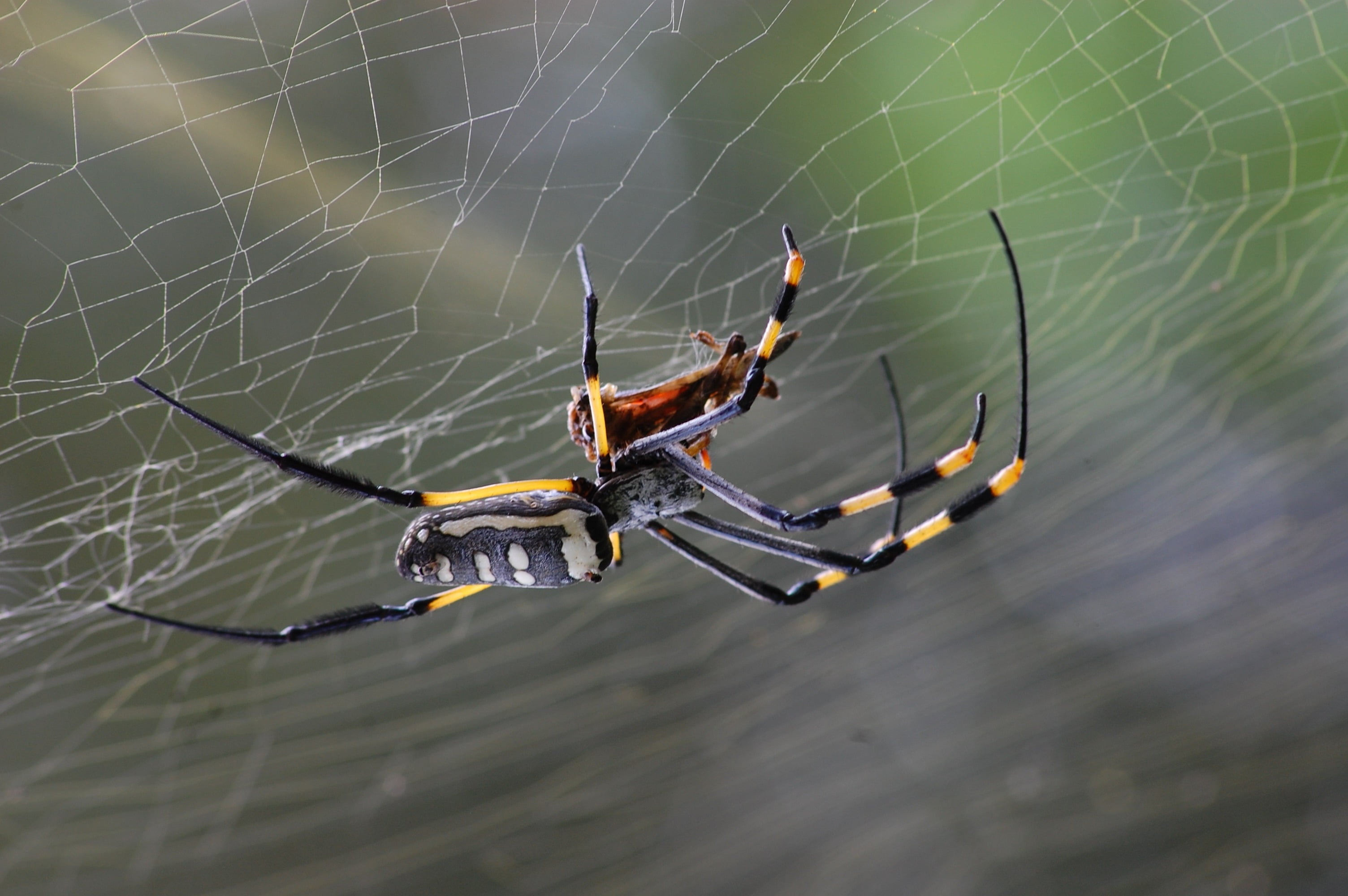animal, animal wildlife, macro, spider Web, golden, weaver, one animal, animal themes, animal Leg, animals Hunting, animals in the wild, close-up, danger, HD Wallpaper