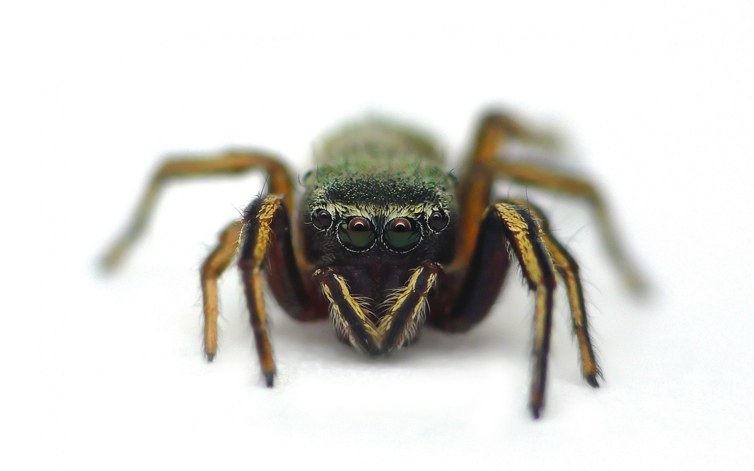 animal, poisonous, backgrounds, phobia, eye, studio shot, spooky, eyes, animal Leg, one animal, nature, no people, white background, animal body part, wildlife, HD Wallpaper