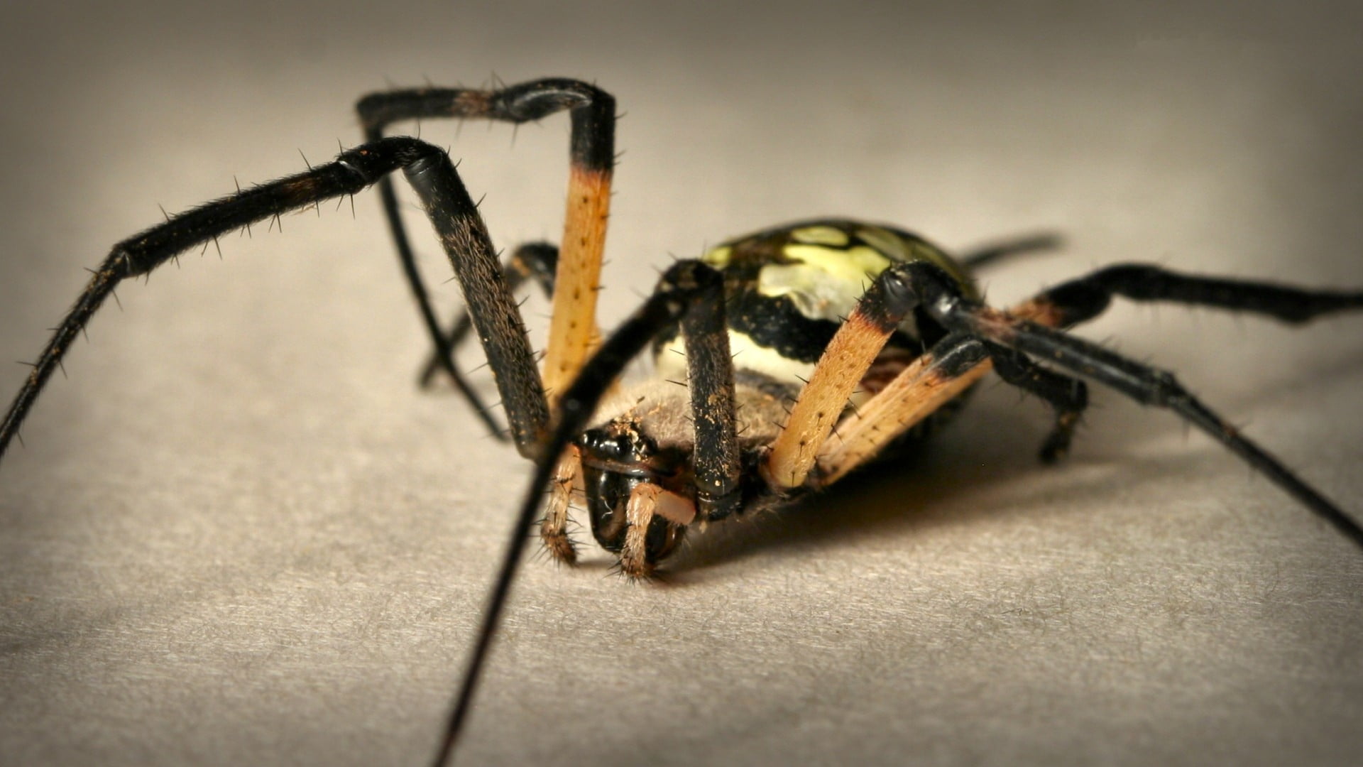 1080P, colorful, invertebrate, yellow, spider Web, insect, animals And Pets, animal Leg, no people, insects, horror, wildlife, foot, arthropod, nature, HD Wallpaper