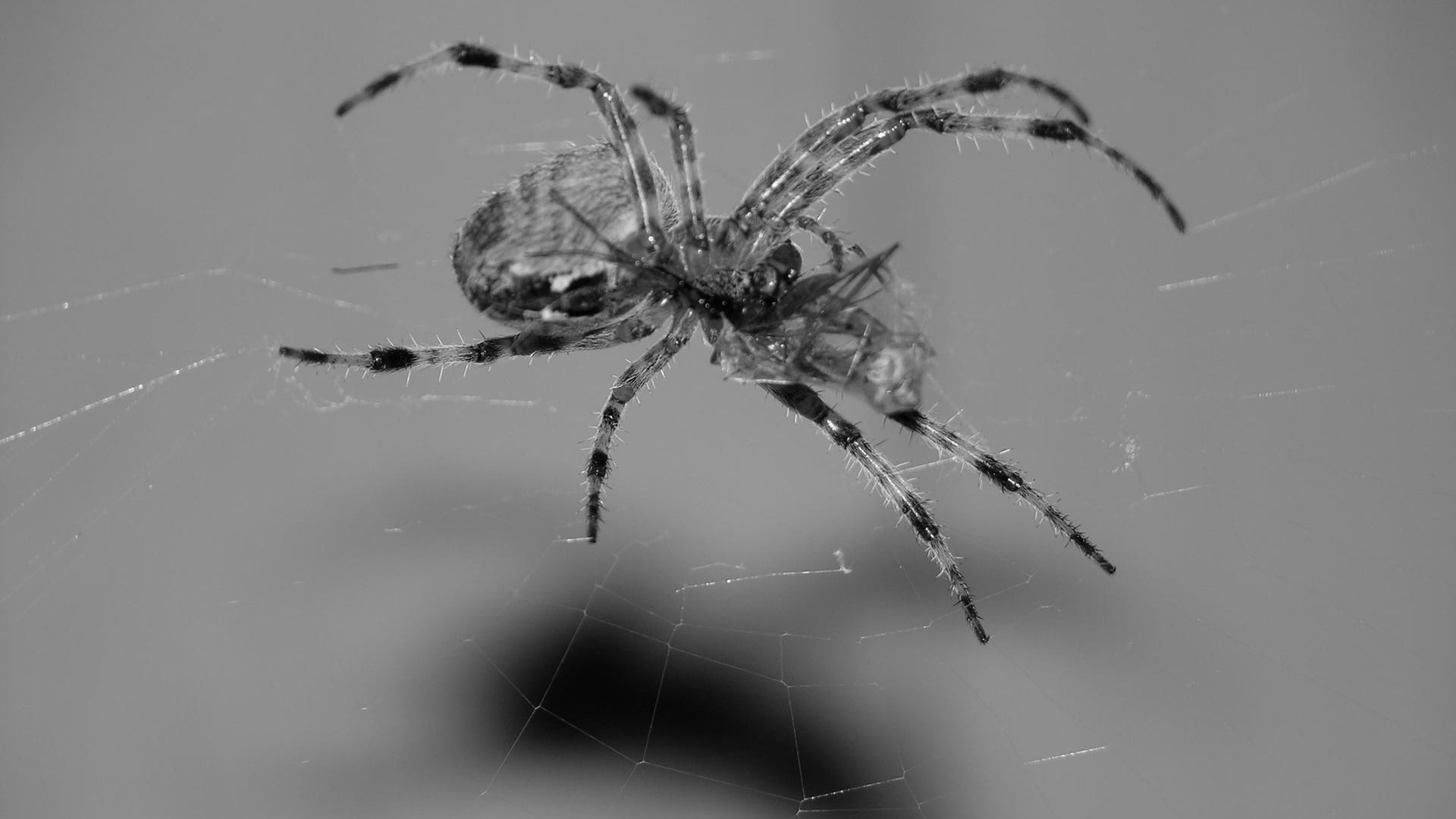 spooky, one animal, horror, nature, zoology, focus on foreground, outdoors, animal wildlife, spider, fear, wildlife, grey, animal themes, arthropod, black, HD Wallpaper