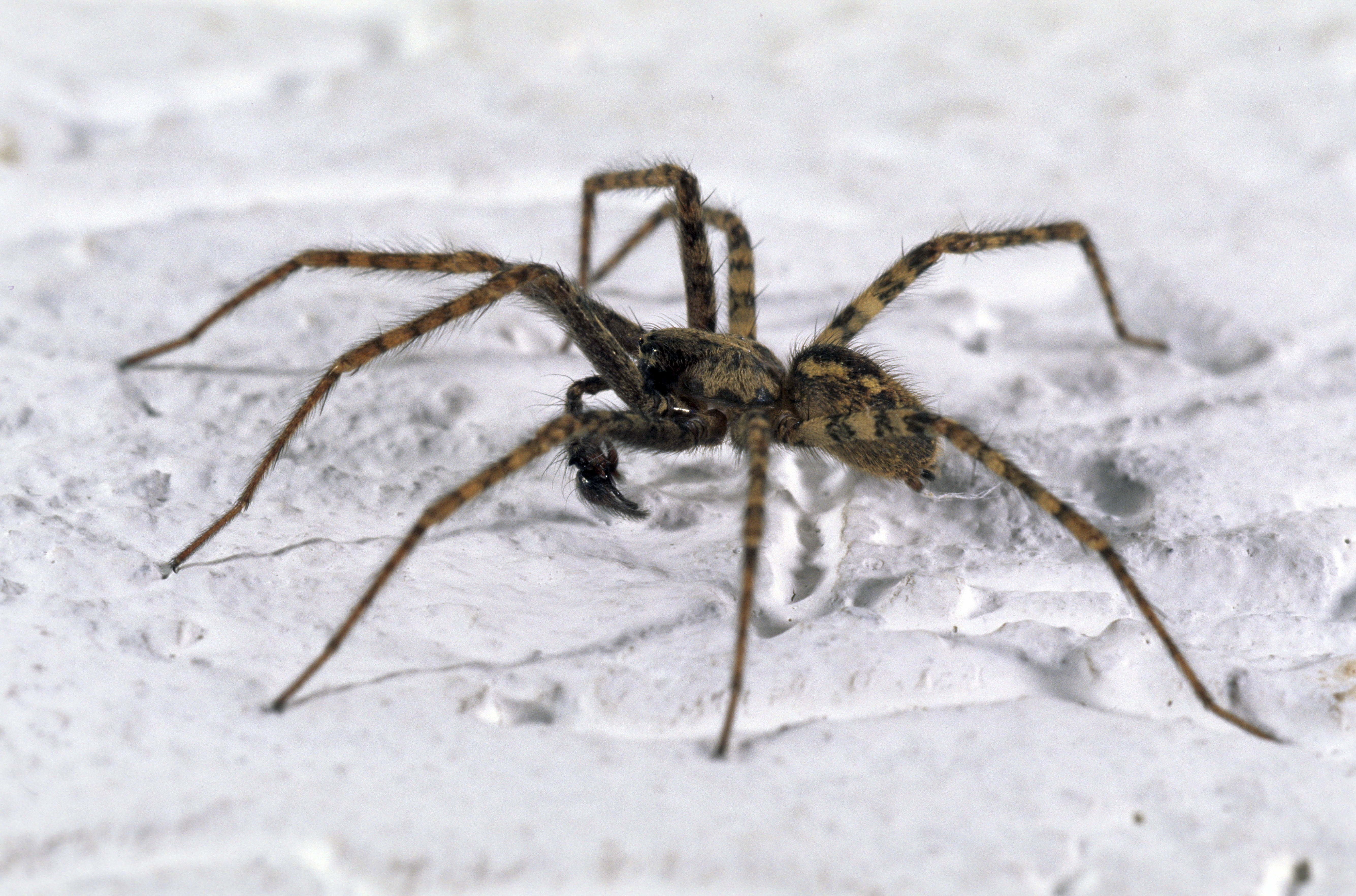 no people, arthropod, wildlife, arachnid, poisonous, brown, animal Leg, black, horror, phobia, invertebrate, animal wildlife, animal, foot, pider, one animal, HD Wallpaper