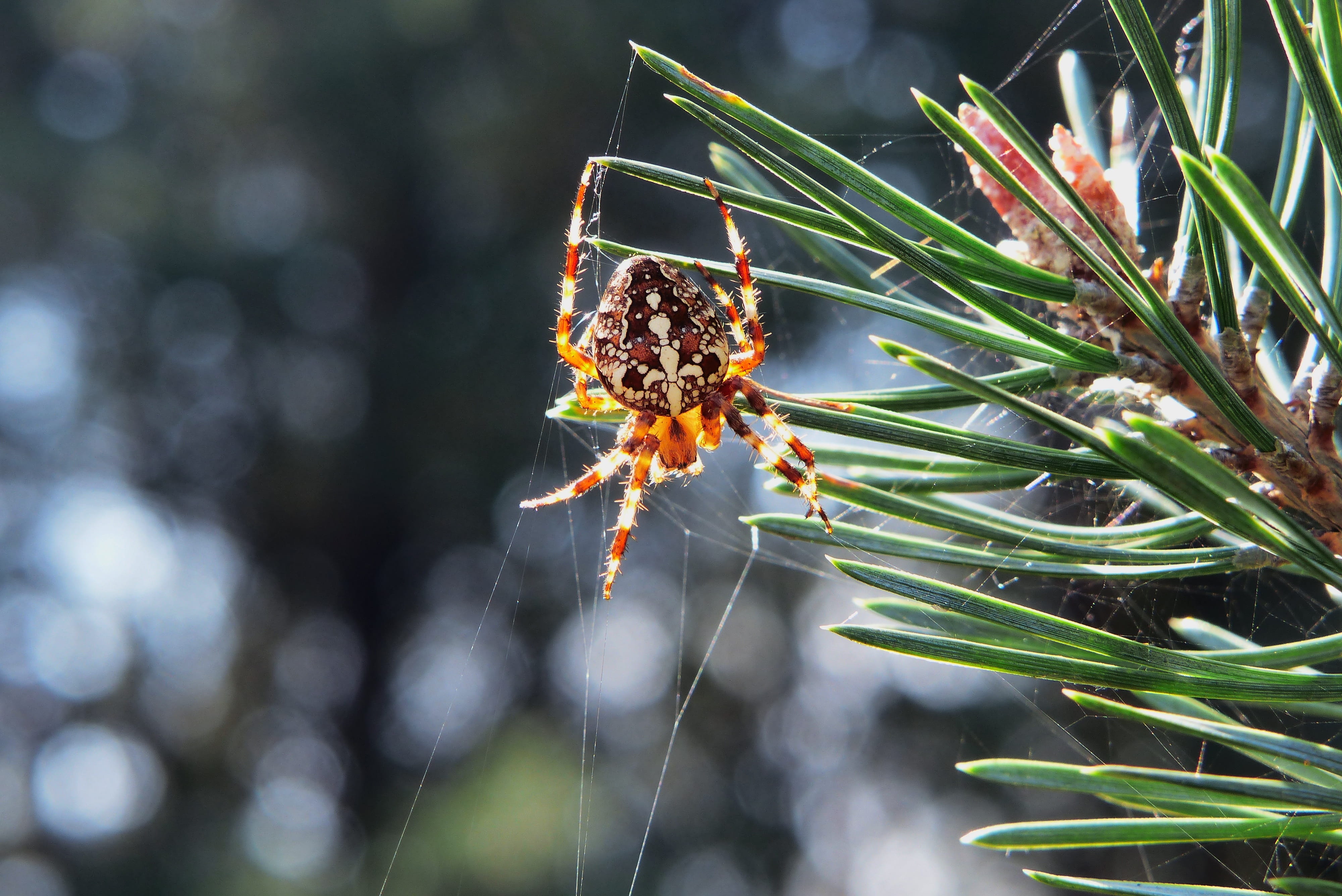 animal leg, animal wildlife, animals, plant, 4K, nature, crusader garden, biology, close-up, beautiful, outdoors, no people, arthropod, focus on foreground, HD Wallpaper