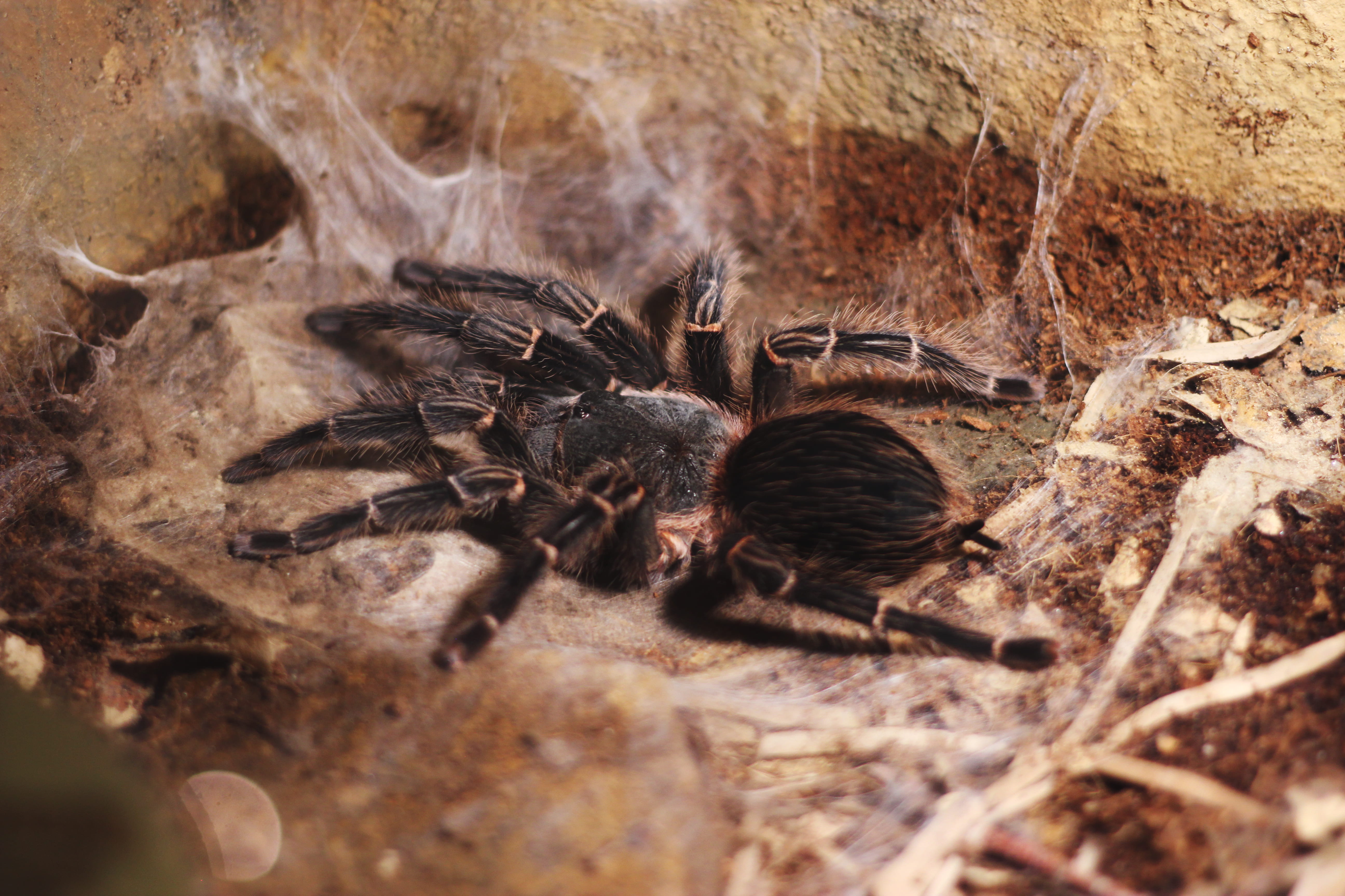 vertebrate, nature, dangerou, close, spider, no people, animal themes, animal, group of animals, spider web, close-up, day, outdoors, pulchripes, tarantula, HD Wallpaper