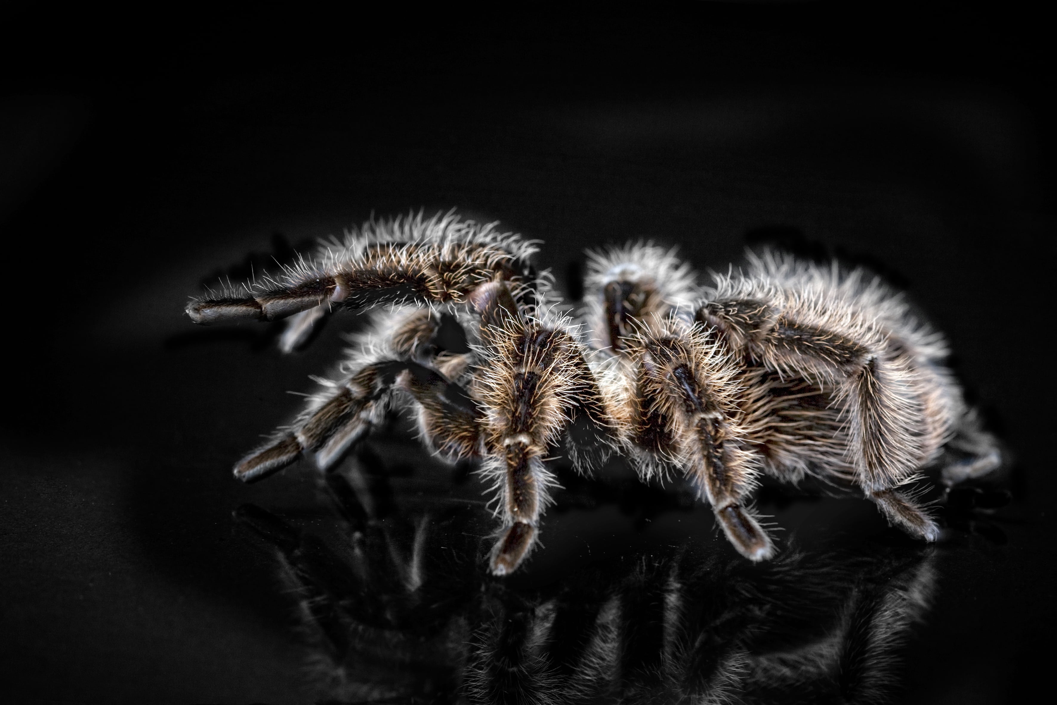 spider, studio shot, one animal, animal hair, disgust, animal themes, close-up, arachnophobisch, macro, dangerous, indoors, selective, risk, no people, HD Wallpaper