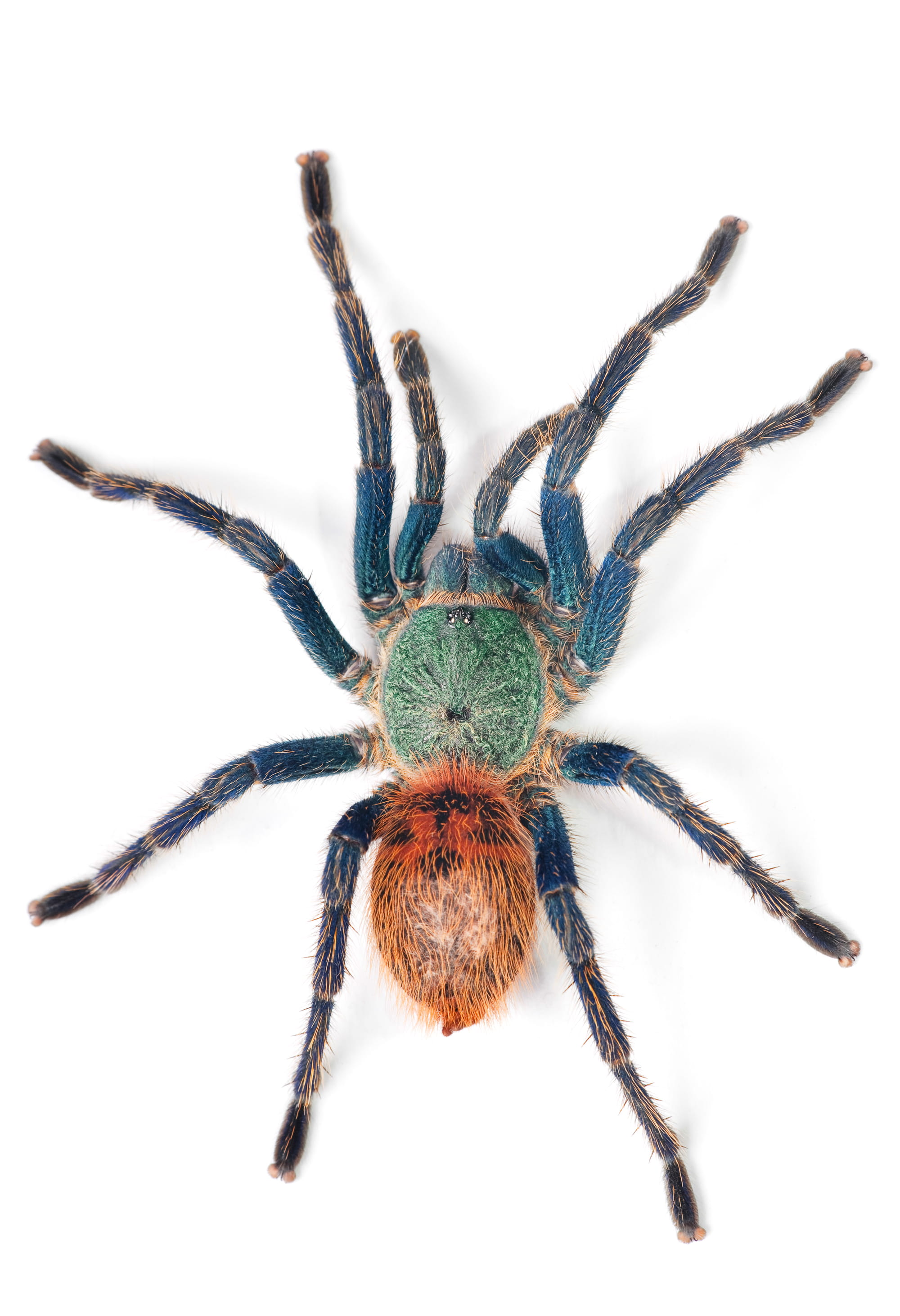 invertebrate, bug, white background, animals in the wild, crawling, creepy, indoors, animal, studio, animal themes, big, no people, spider, macro, white, Phone HD Wallpaper