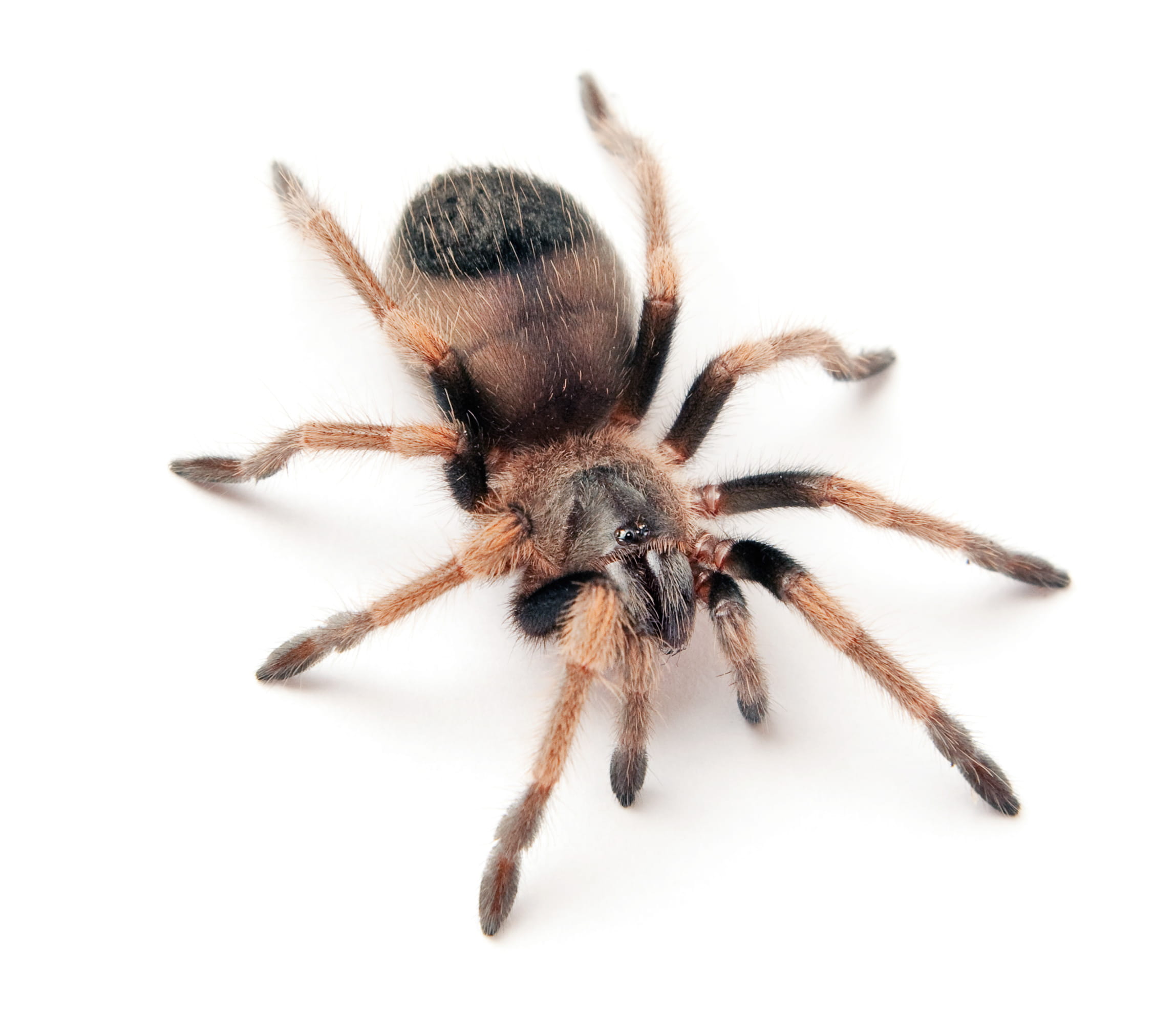 scary, wild, indoors, 1080P, cut out, arachnid, dangerous, studio shot, nature, arthropod, animals in the wild, predator, animal eye, phobia, toxic, unusual, HD Wallpaper