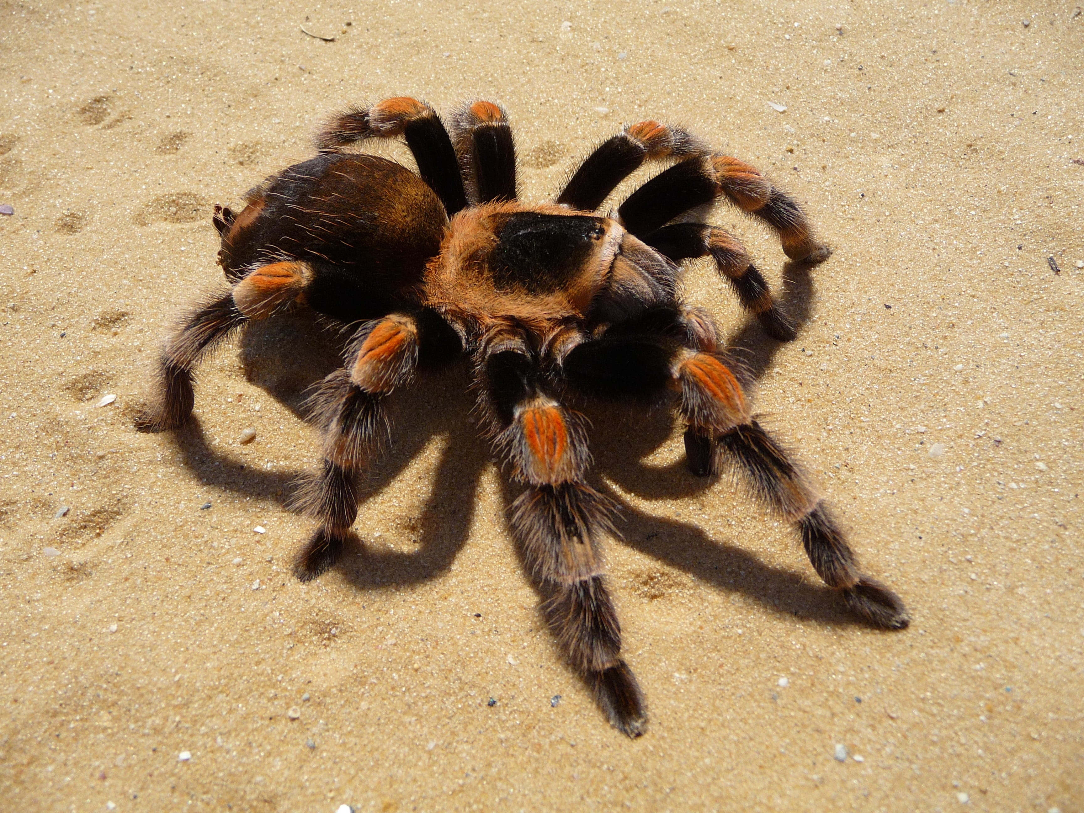 large, insect, outdoors, one animal, Tarantula, day, Spider, nature, arthropod, animal themes, 2K, high angle view, brown, red-knee, animal eye, Mexican, HD Wallpaper