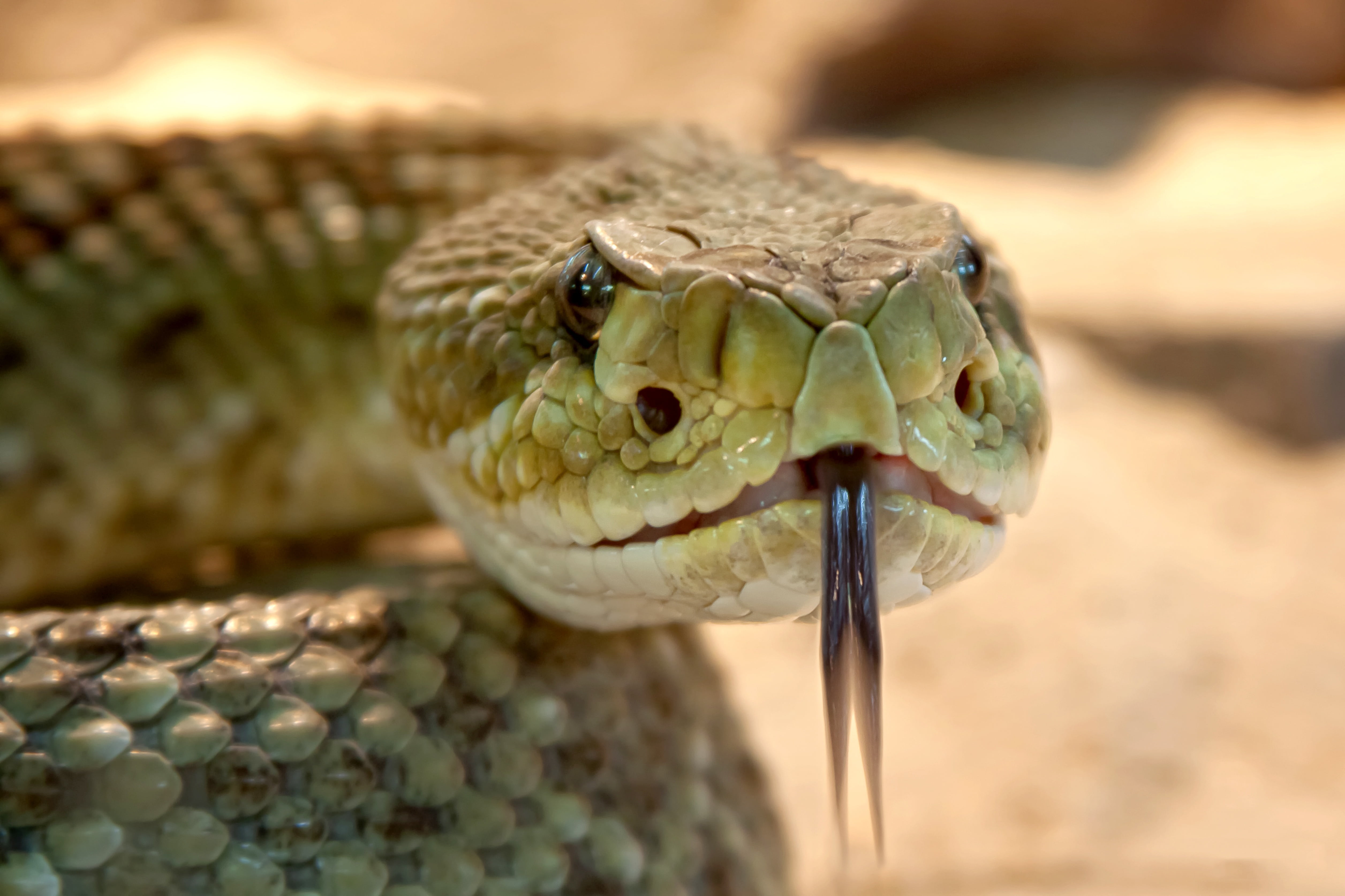 snake venom, animals in the wild, venomous snake, aggression, looking at camera, rattlesnake, viper, head, green, gift, creature, eye, nature, crotalus mitchellii, HD Wallpaper