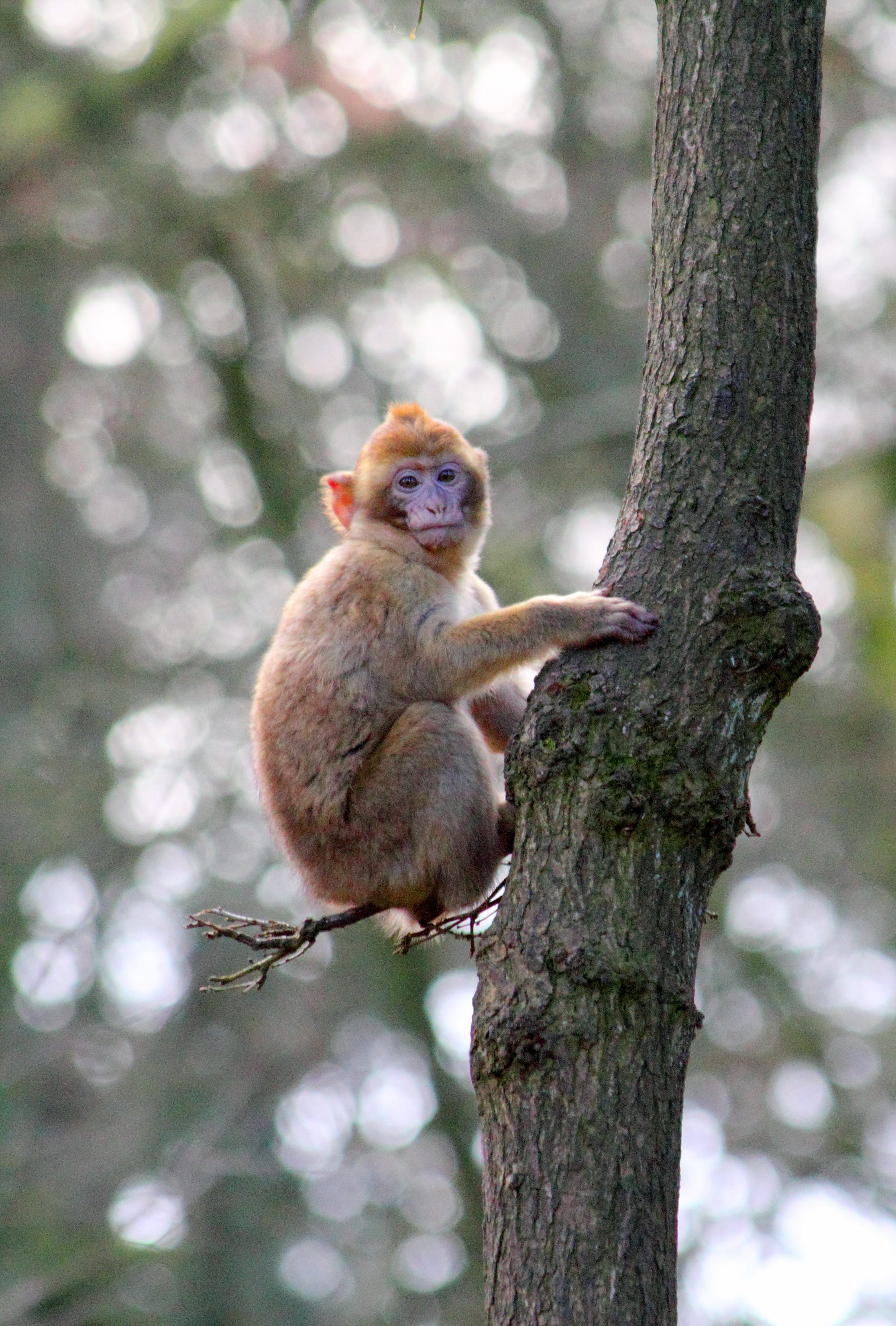 zoo, funny, nature, full length, outdoors, vertebrate, day, climbing, looking, sit, animal, baby monkey, mammal, animals in the wild, park, monkey, focus on foreground, Phone HD Wallpaper