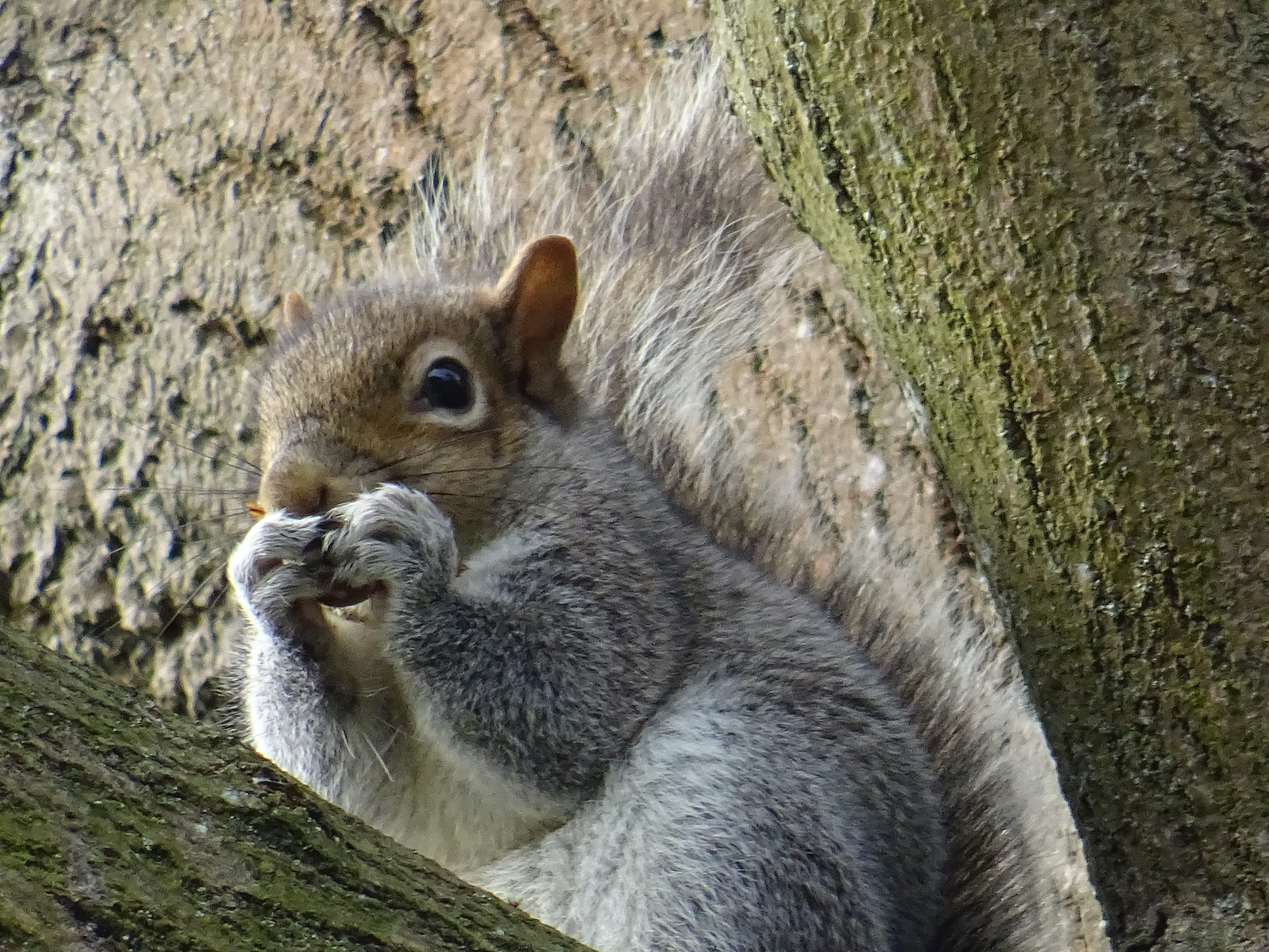 furry, animal wildlife, tree, tree trunks, tail, moss, eating, looking, rodent, small, vertebrate, wood, whisker, wildlife, animal head, trunk, animal themes, HD Wallpaper