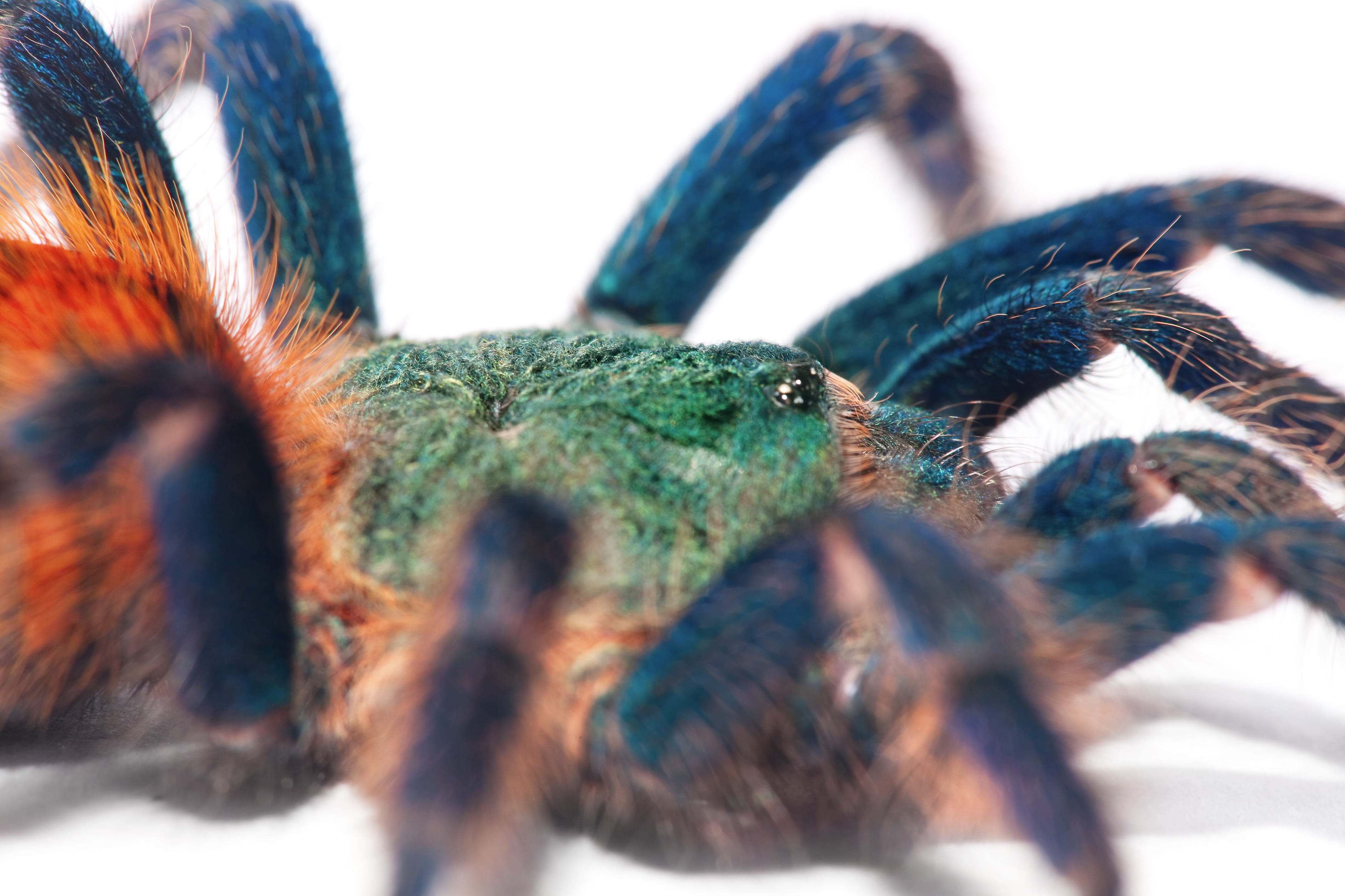 close-up, legs, animal, insect, web, animal body part, macro, natural, brachypelma, arachnida, horror, pet, animal head, danger, portrait, blue, beautiful, HD Wallpaper