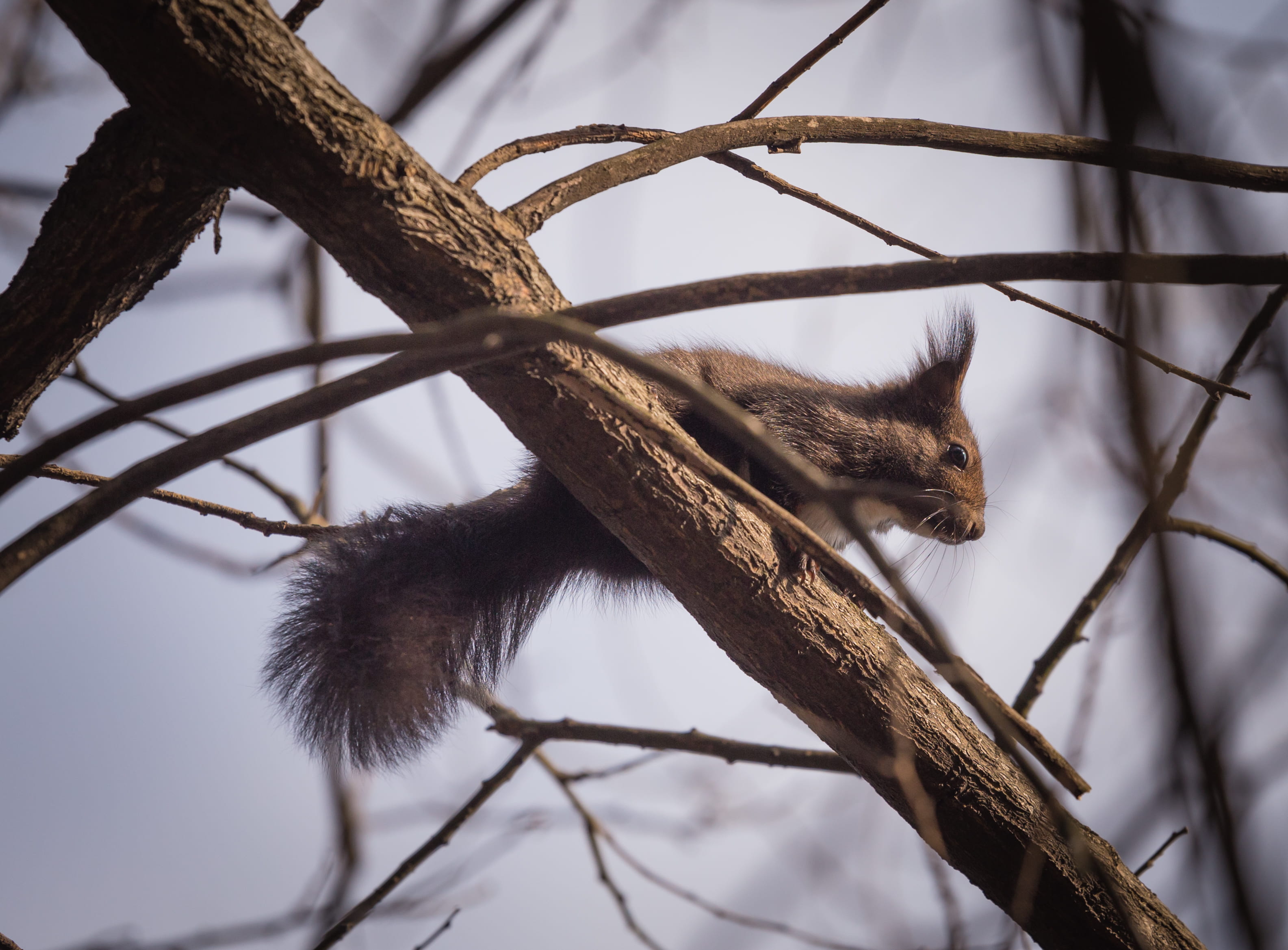 fur, no people, rodent, day, branch, vertebrate, downy, wild, outdoors, little, blur, animal, low angle view, animals in the wild, animal themes, portrait, HD Wallpaper