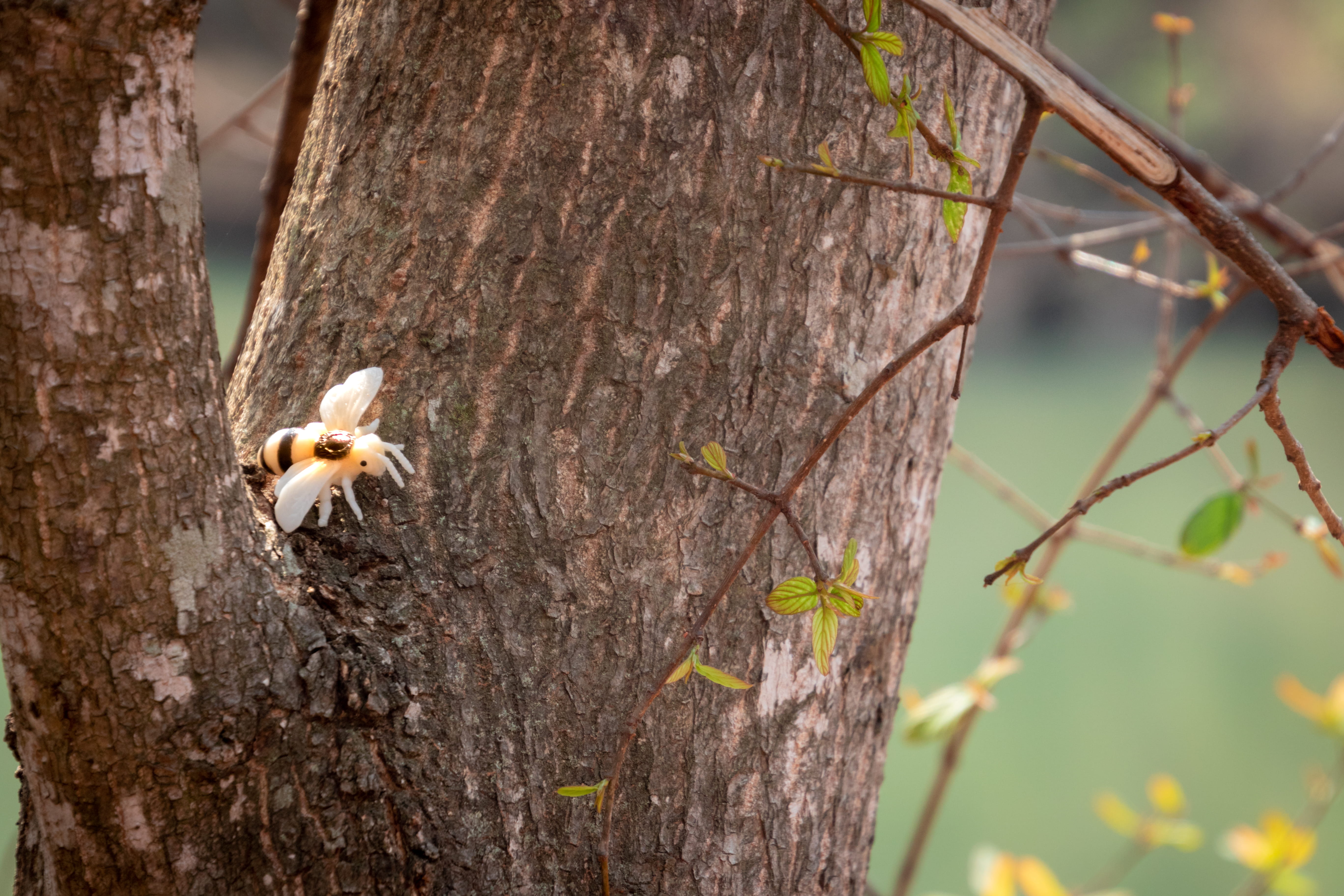 park, plant, daylight, no people, top, tree bark, animal, insect, nature, invertebrate, wild, 5K, wildlife, selective focus, little, animal wildlife, trunk, HD Wallpaper