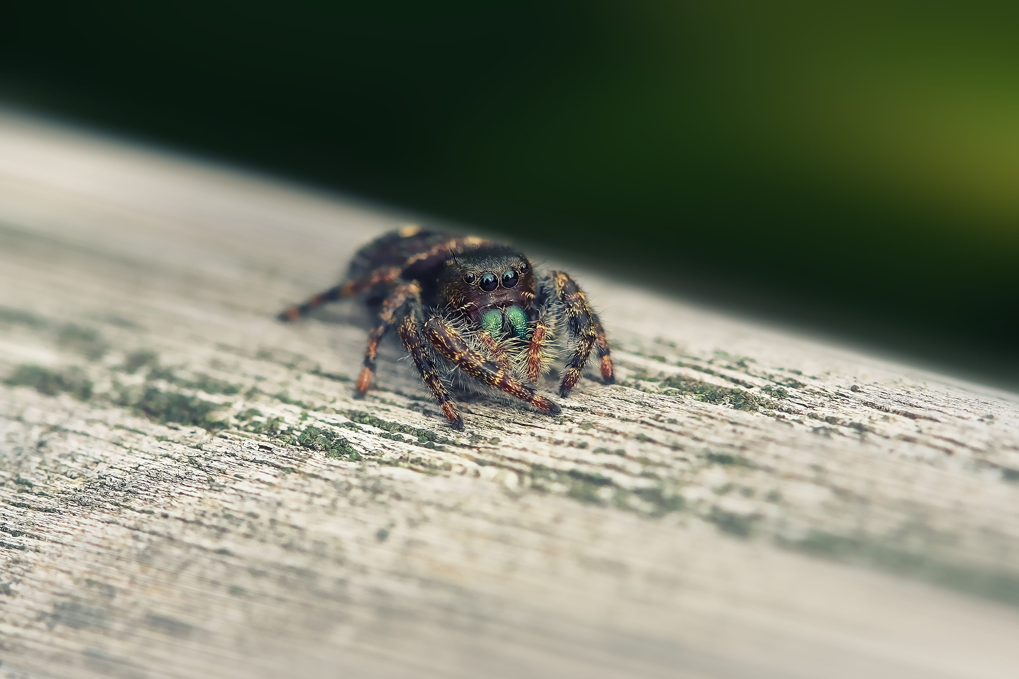 bug, sand, insect, tiny, 2K, nature, outdoors, wood - material, scary, hairy, close, one animal, green, plank, animal, no people, animal body part, danger, HD Wallpaper