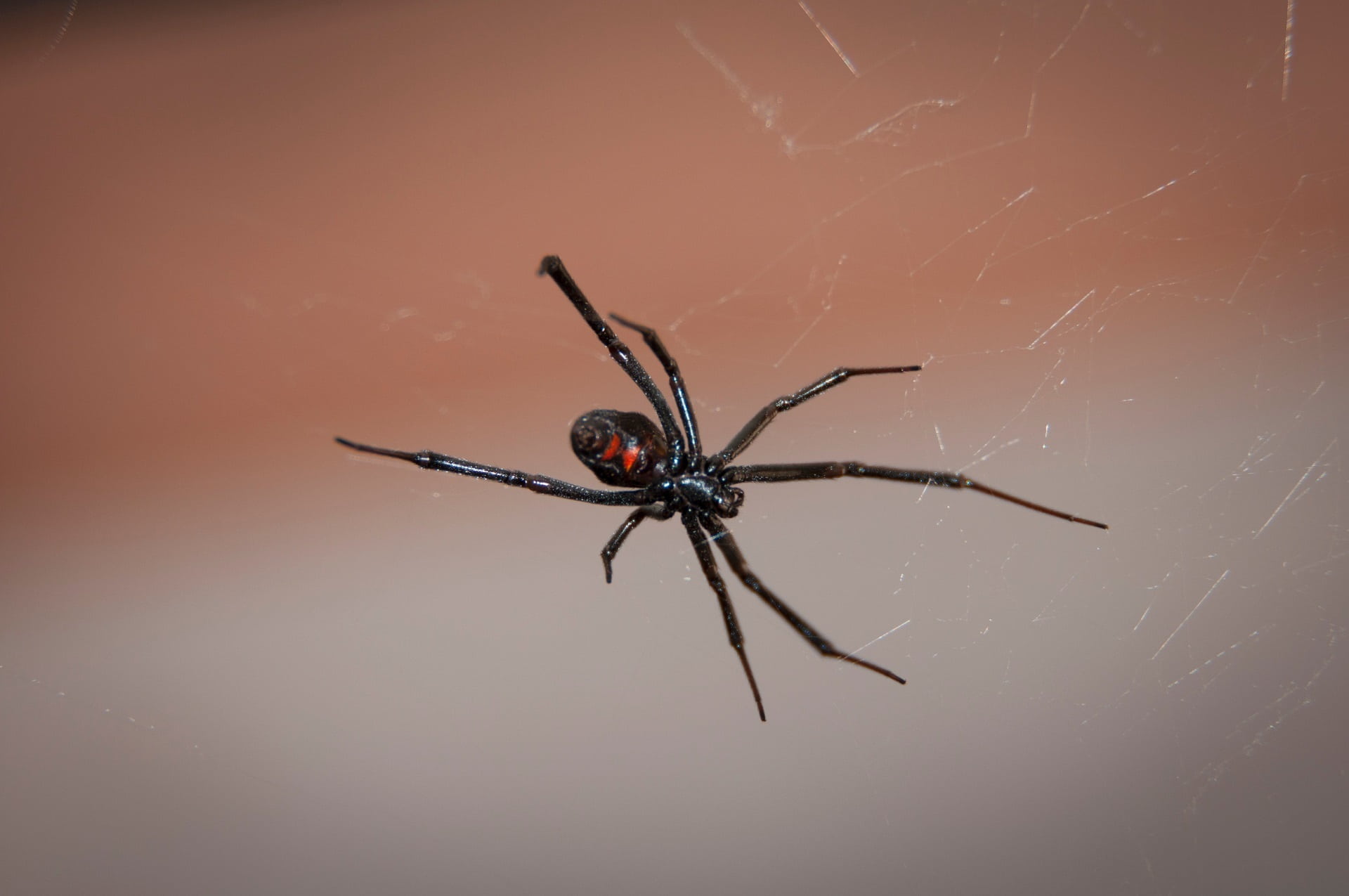 venom, no people, black widow spider, animal themes, animal, spinning, web, widow, animals in the wild, survival, black, closeup, arthropod, 1080P, zoology, HD Wallpaper