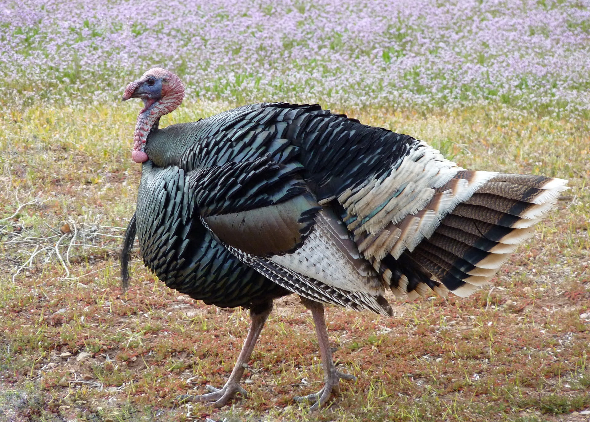 close up, bird, walking, day, black color, side view, no people, plant, black, 1080P, gobbler, poultry, one animal, vertebrate, animal themes, feathers, HD Wallpaper