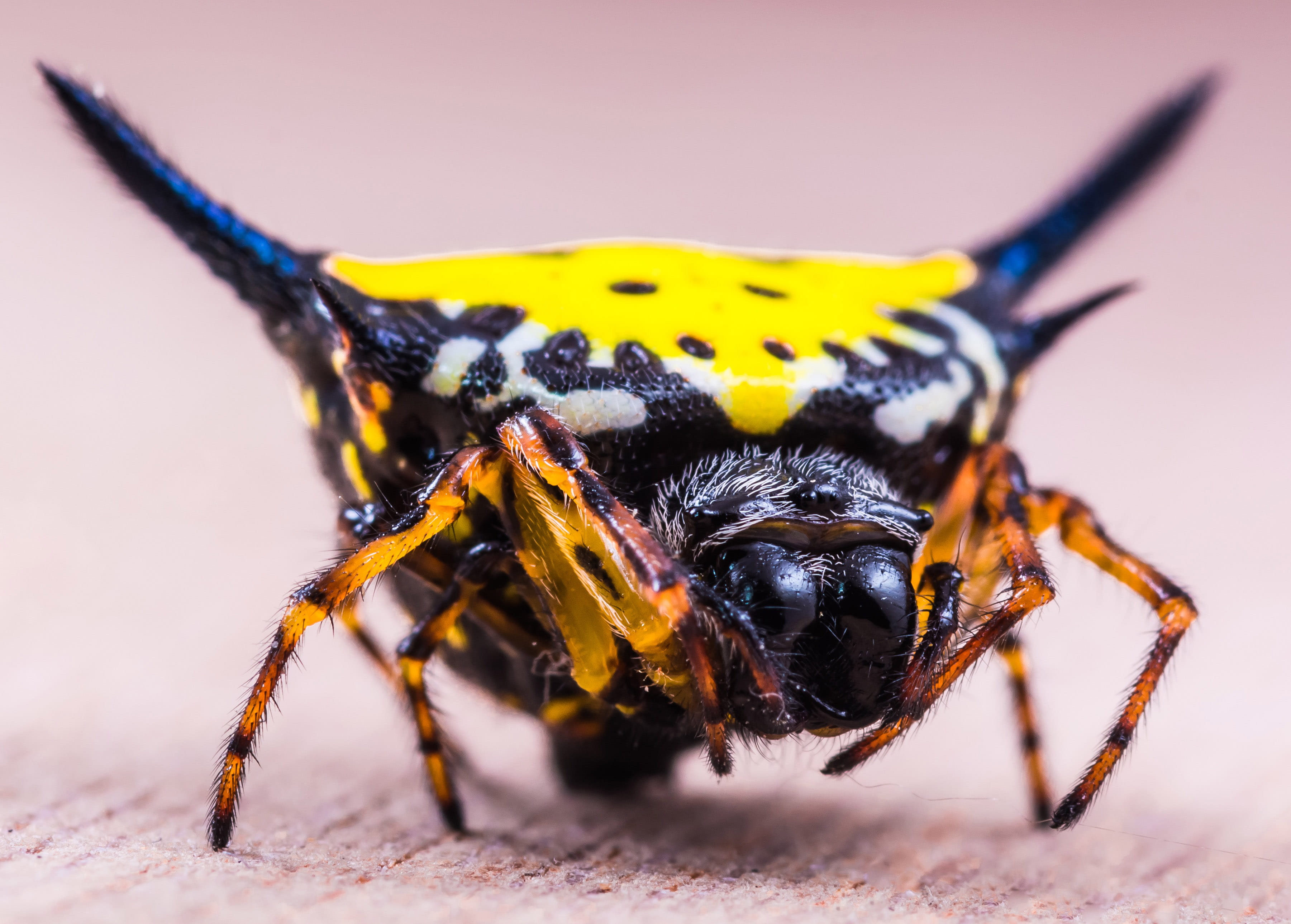 no people, arachnid, sand, one Animal, Yellow Spider, insect, yellow, bug, spider, animals in the wild, studio shot, photo, animal body part, wildlife, HD Wallpaper