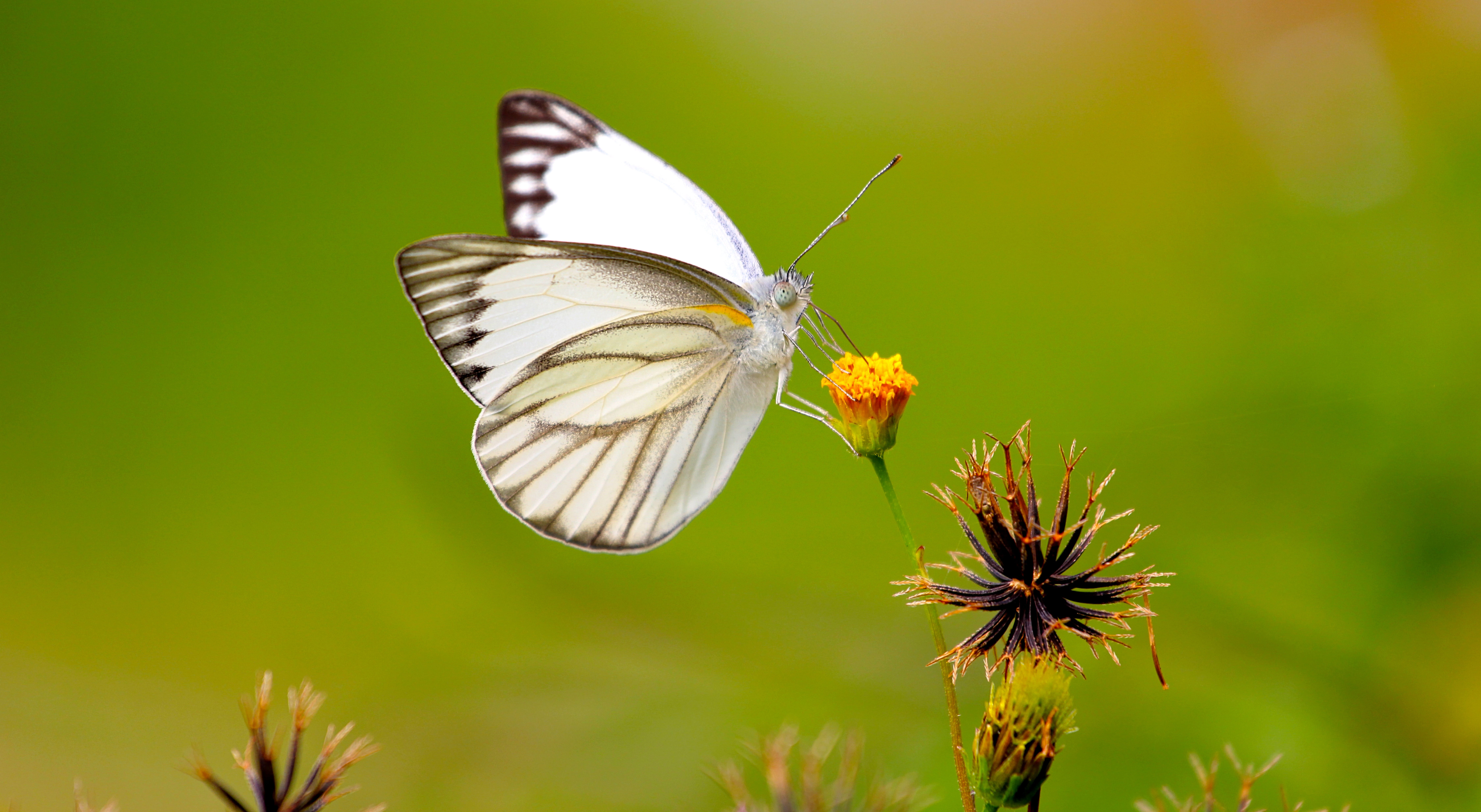 macro, animal wing, wing, insect, one animal, animal wildlife, biology, nature, summer, fly, antenna, animal, perched, butterfly, focus, fragility, beauty in nature, HD Wallpaper