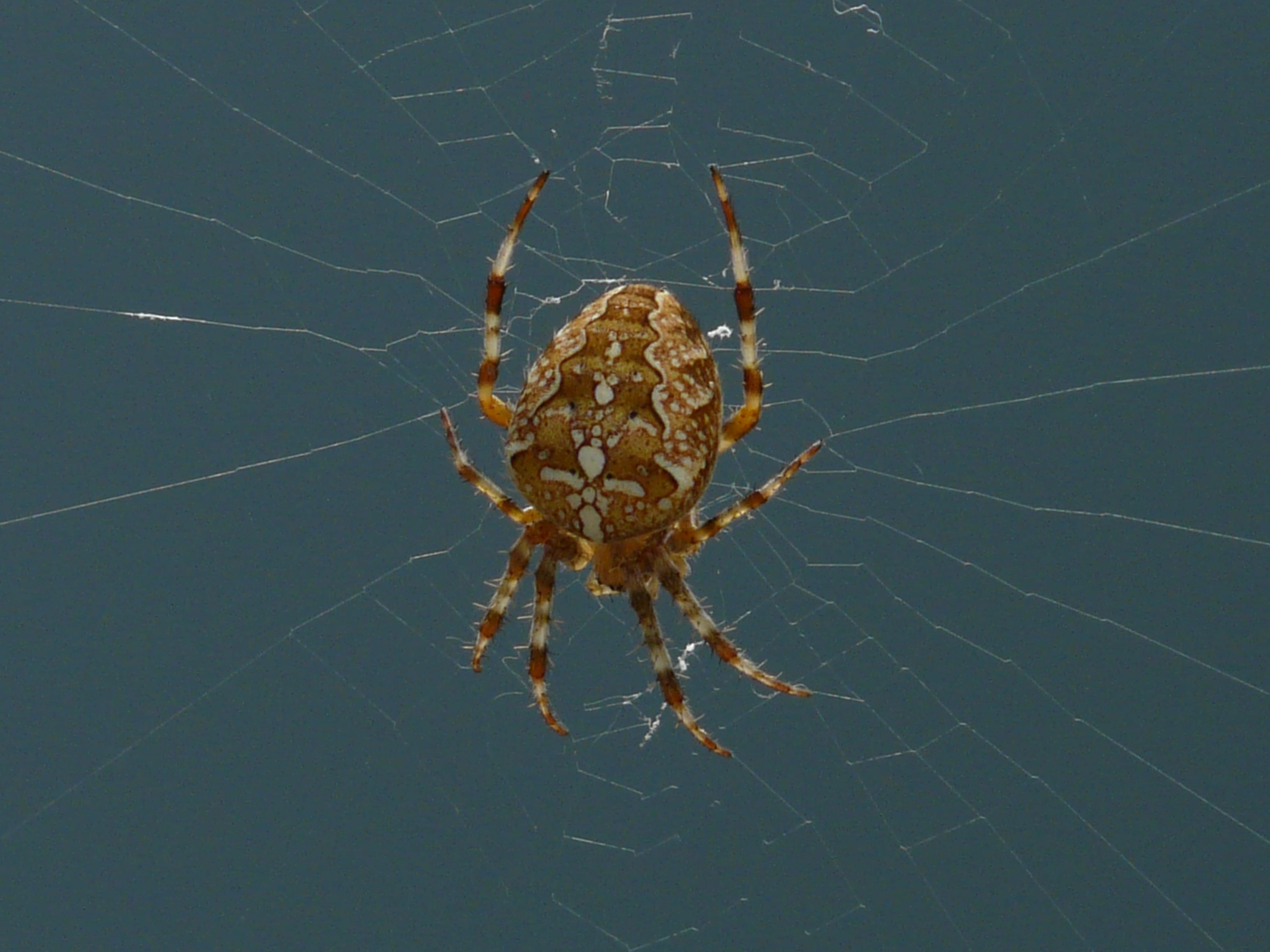 animal leg, araneus diadematus, animal wildlife, poisonous, cobweb, beige, close-up, wheel spider, network, garden, 2K, animal portrait, invertebrate, HD Wallpaper