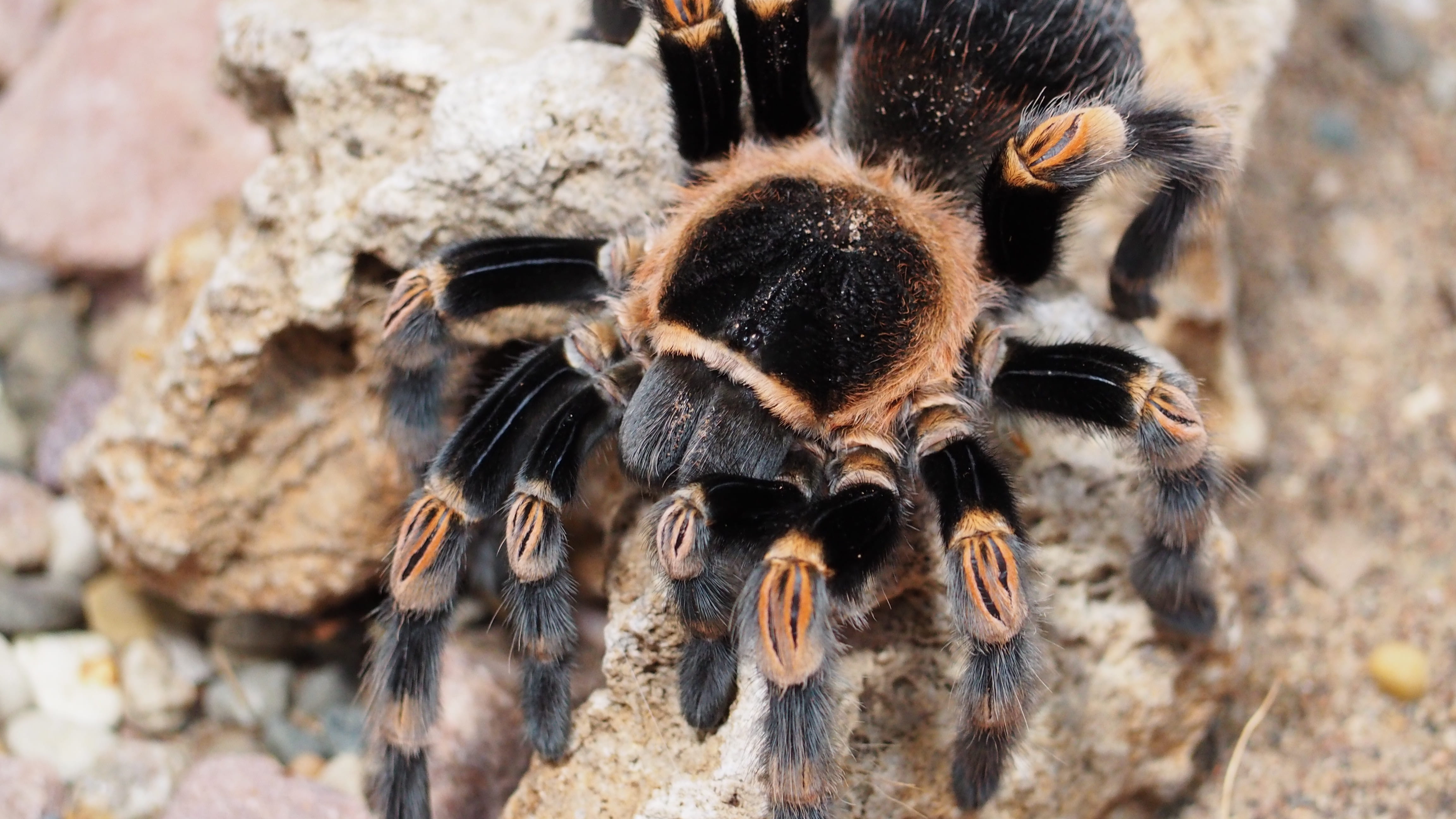 group of animals, Animal, land, brown, arachnid, Nature, outdoors, dangerous, insect, large group of animals, Hairy, no people, wildlife, animals in the wild, HD Wallpaper