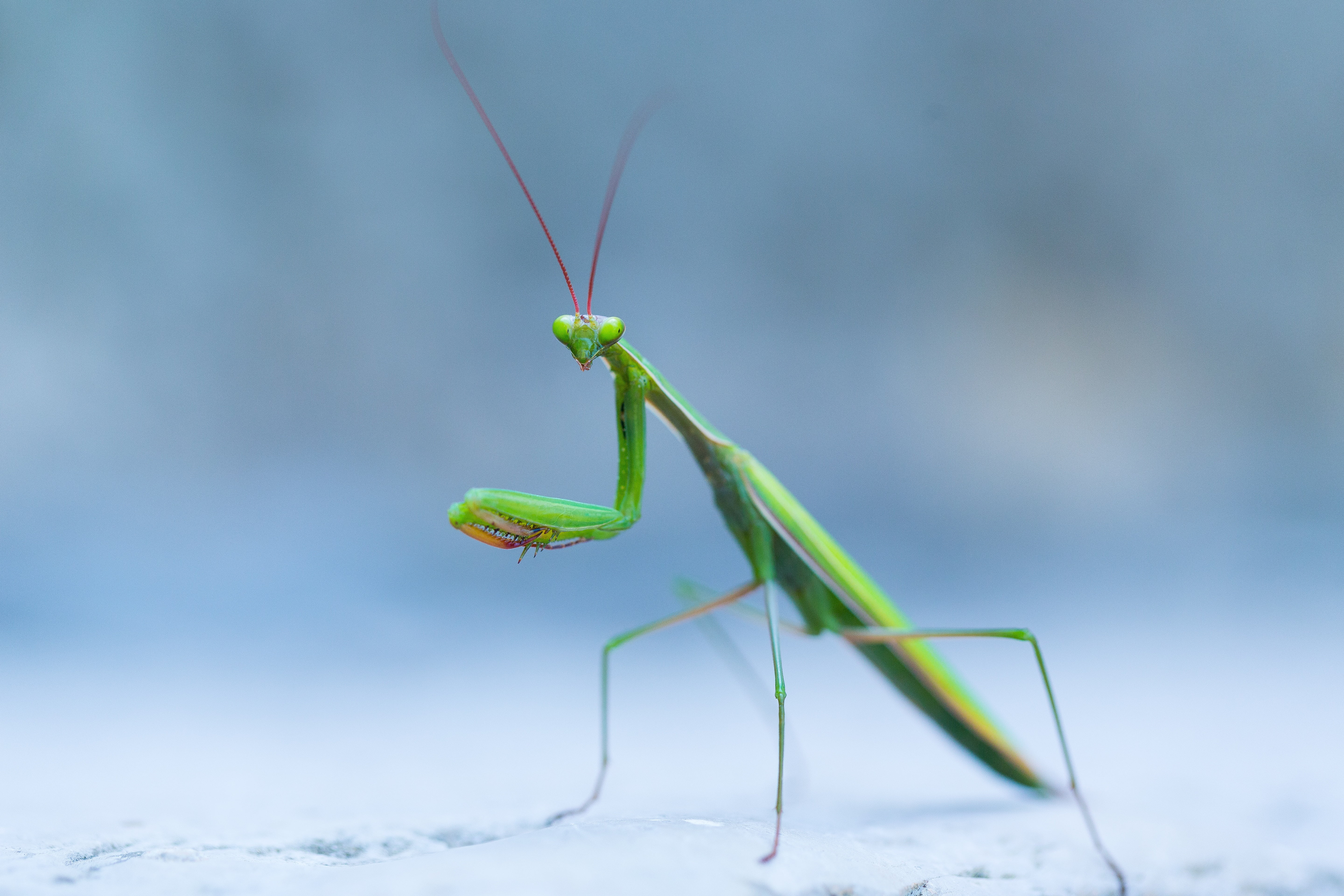 animals in the wild, 5K, mantis, snow, winter, animal Leg, one animal, outdoor, animal themes, cold temperature, green, wildlife, animal, wild, pavement, HD Wallpaper