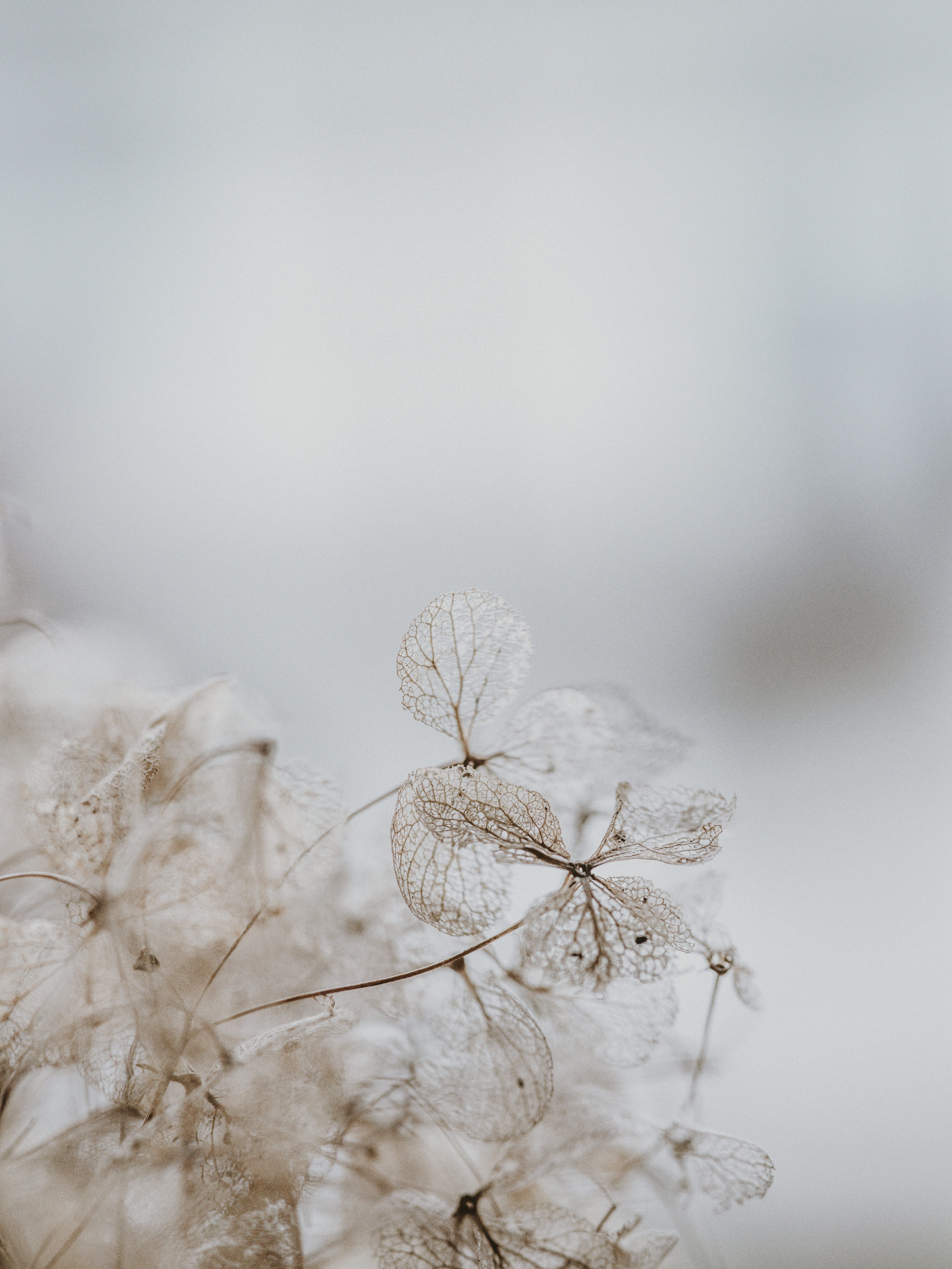 frost, fragility, white color, flower head, weather, outdoors, springtime, selective focus, spider, vulnerability, snow, day, wilted plant, arachnid, animal, Phone HD Wallpaper