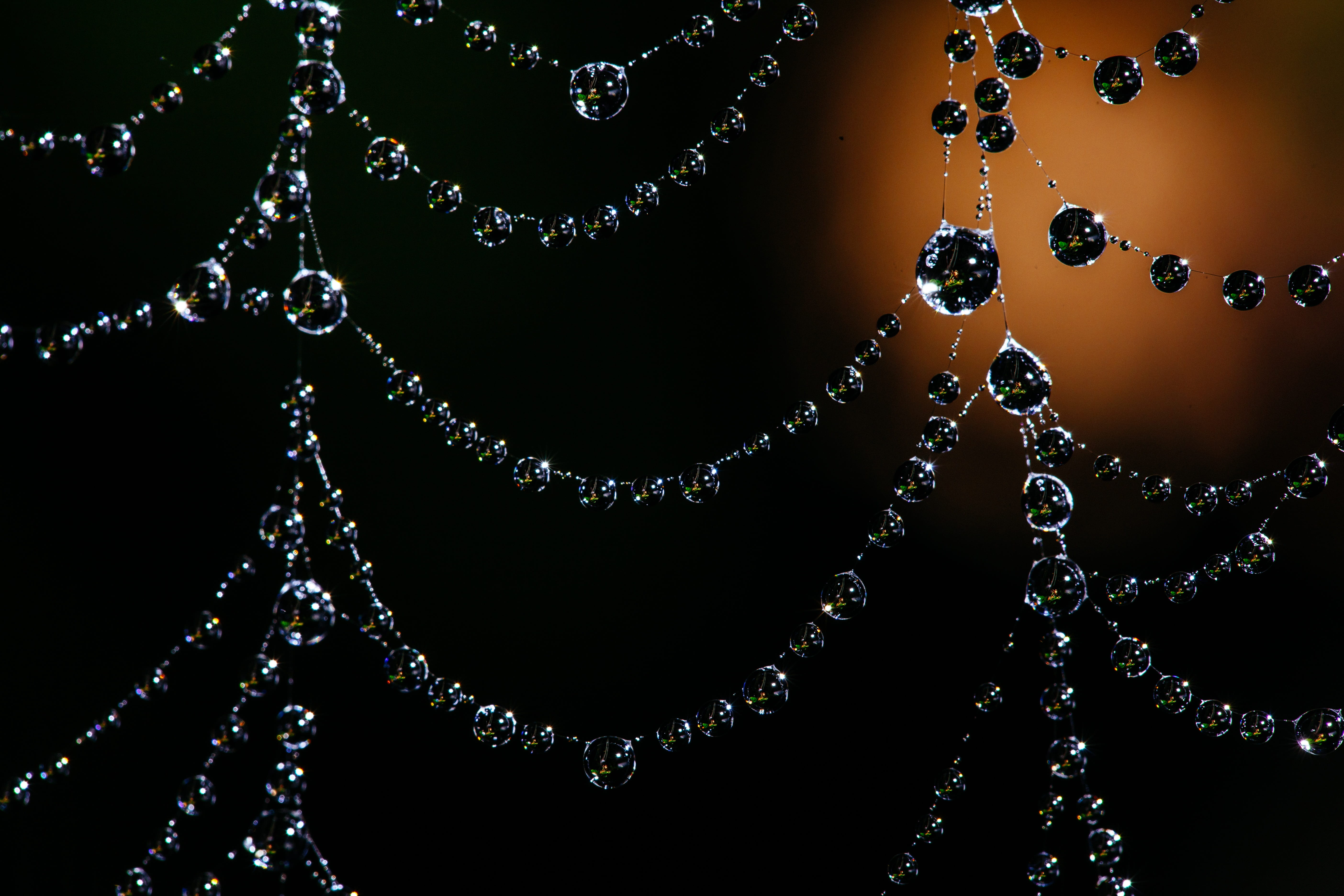 photo, bubble, wealth, bead, arachnid, wet, nature, necklace, pearl jewelry, dewdrops, wildlife, indoors, diamond - gemstone, close-up, texture, spiderweb, HD Wallpaper