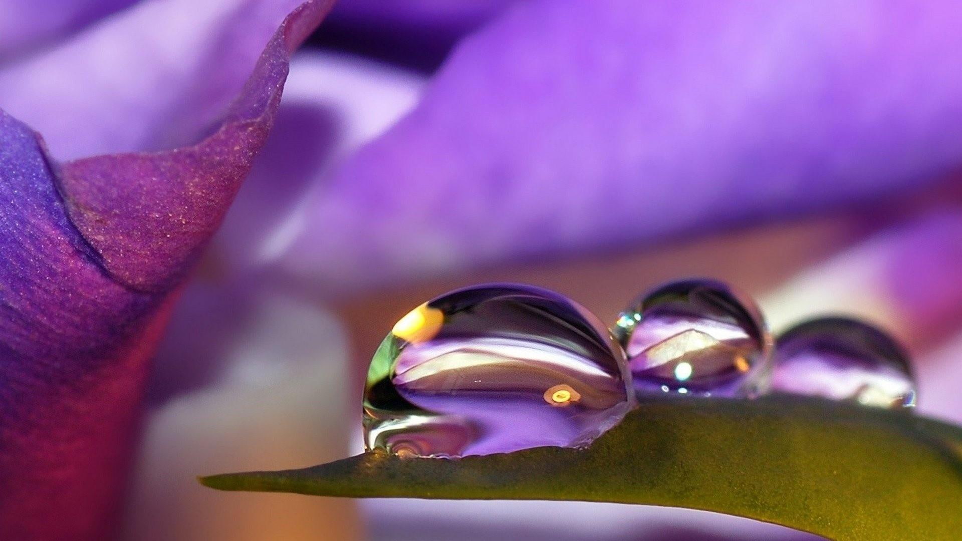 drops, 1080P, water drops, water, dew, dewdrop, nature, HD Wallpaper