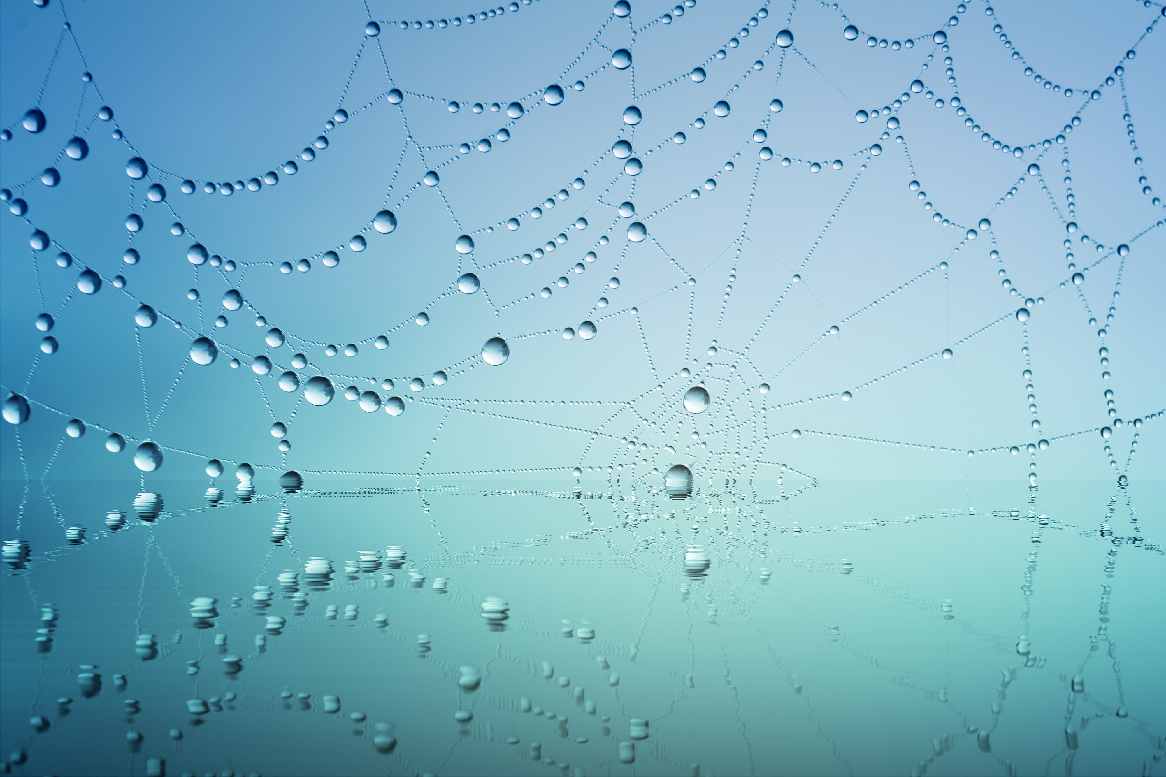 morning, drop of water, moist, blue, wet, cobweb, drip, abstract, web, backgrounds, water, morgentau, colored background, autumn, close-up, spider web, HD Wallpaper