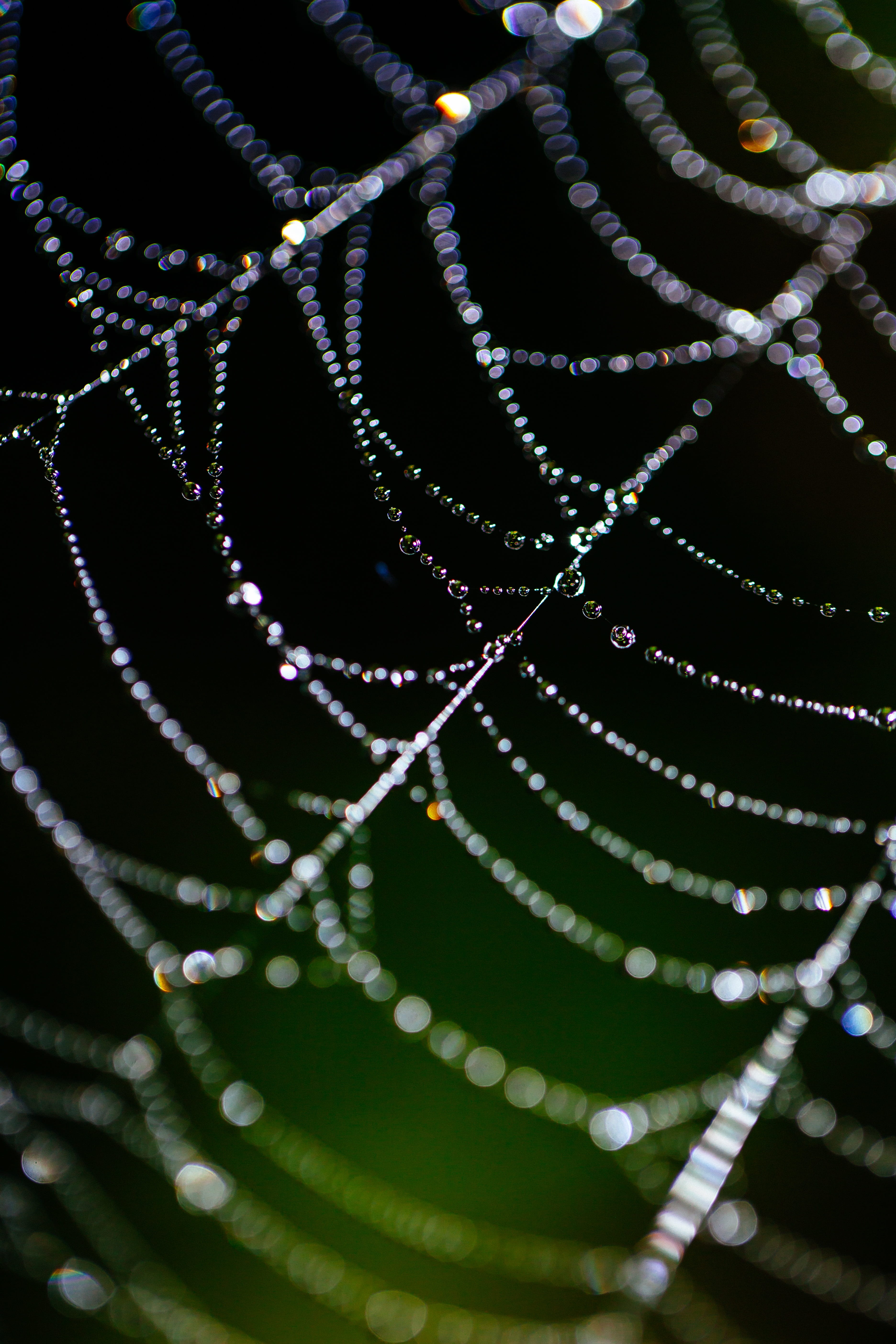 nature, thread, connection, 5K, beauty in nature, growth, wild, spiderweb, green, day, web, spider, trap, selective focus, pattern, natural pattern, vulnerability, Phone HD Wallpaper