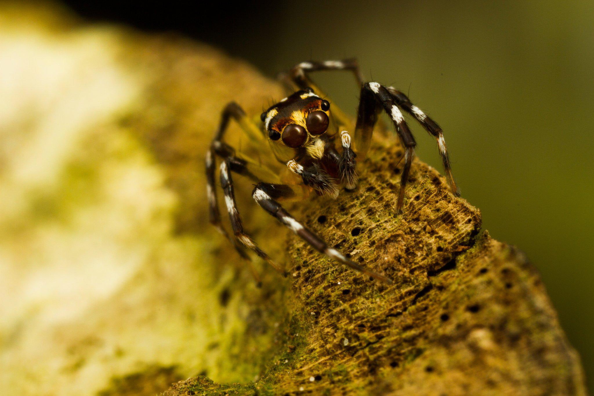 brown, white, background, spiders, insects, zoom, images, nature, macro, spider, 1080P, closeup, desktop, HD Wallpaper